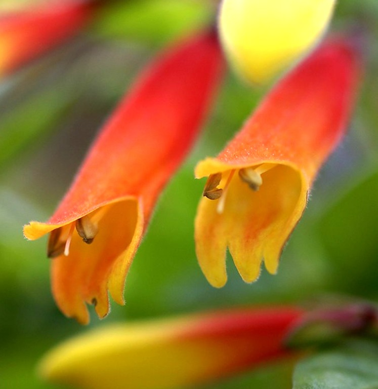 Jacobinia Pauciflora Brazilian Fuchsia Evergreen Perennial Flowering Shrub - Picture 9 of 11