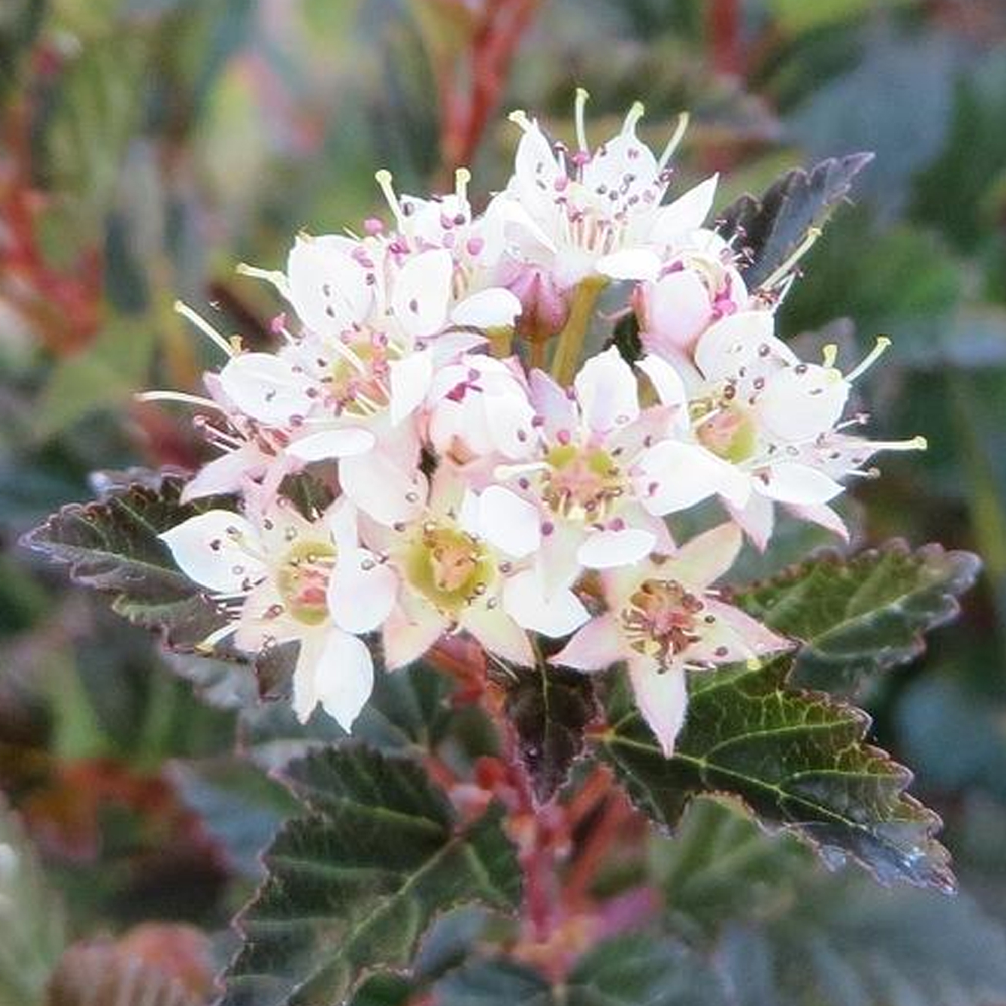 Physocarpus Little Devil Ninebark Compact Deciduous Outdoor Flowering ...