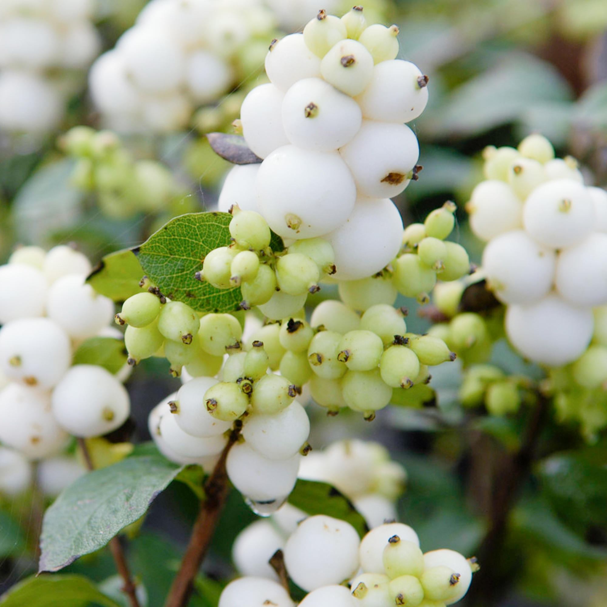 Symphoricarpos Magical Galaxy Snowberry Upright Deciduous