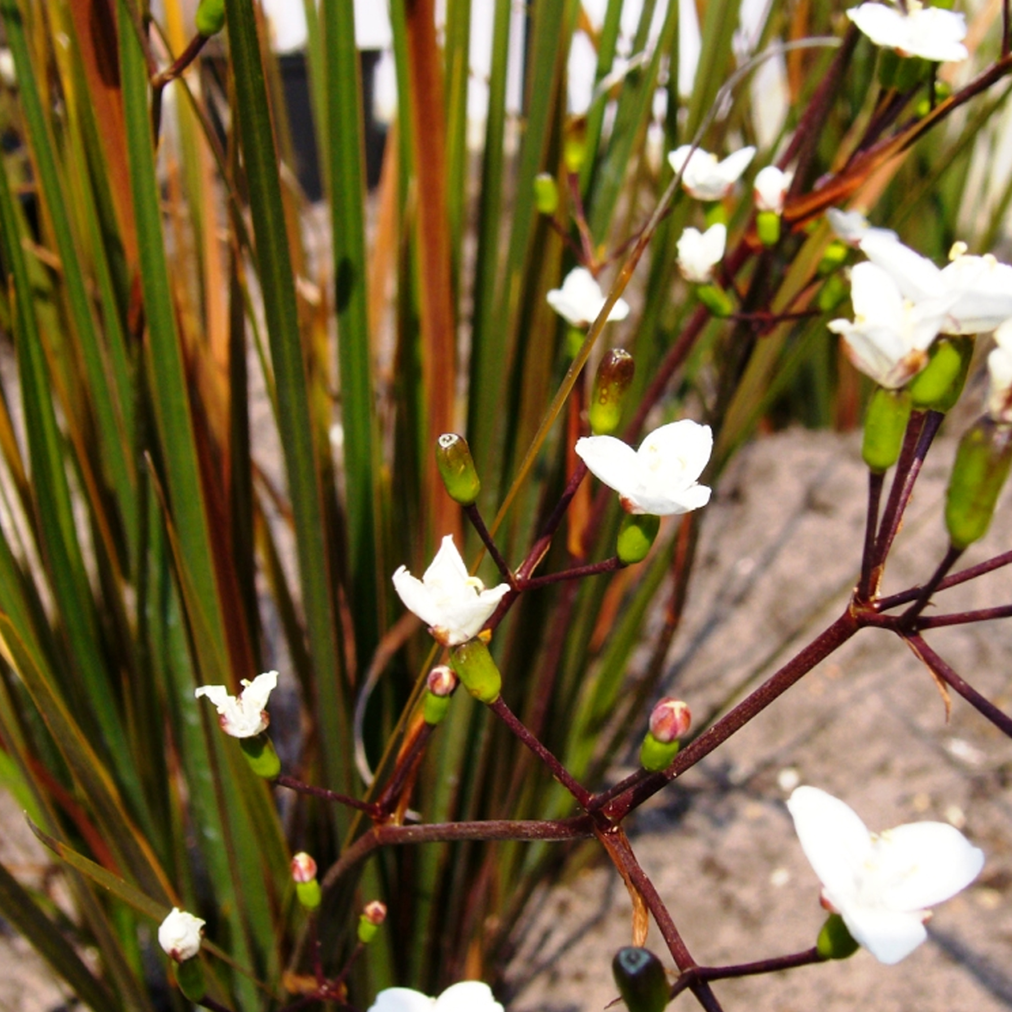 Libertia Taupo Sunset New Zealand Iris Evergreen Perennial Potted