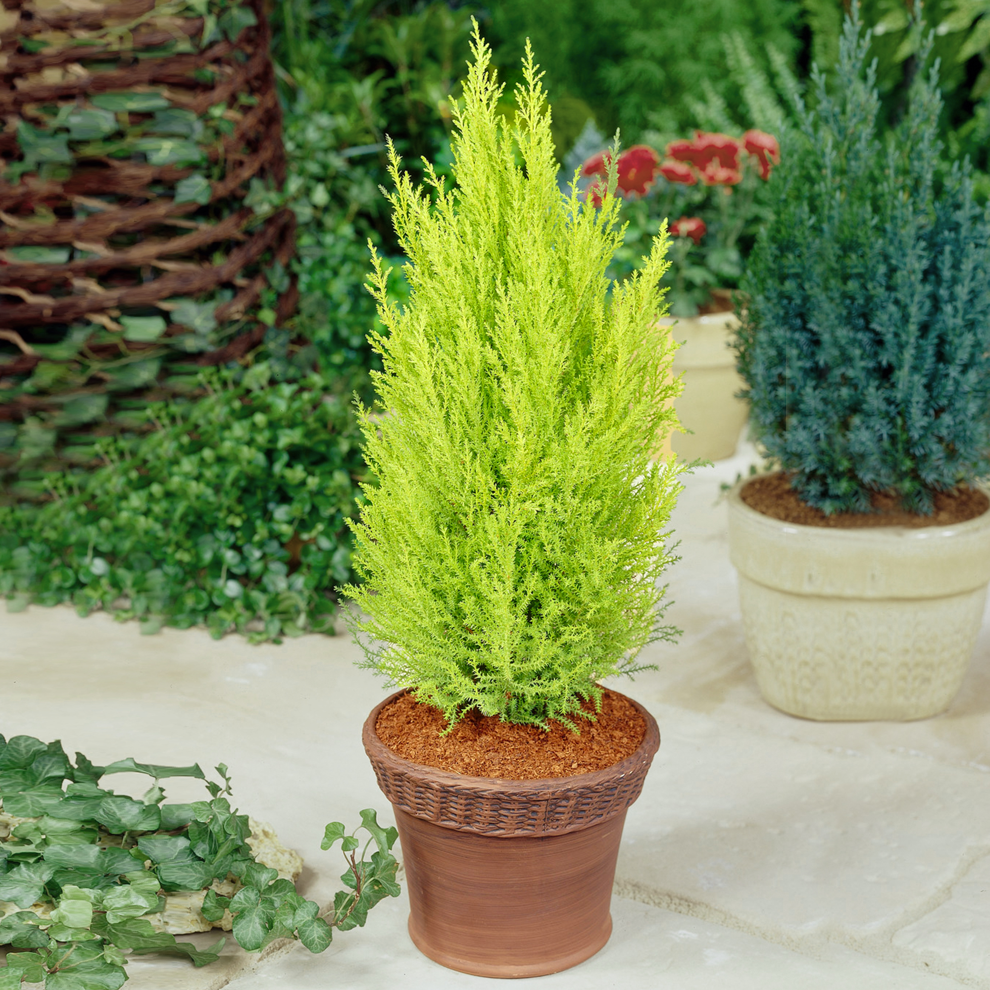 Cupressus cypress 'Wilma' - Outdoor Plant With Attractive Evergreen ...