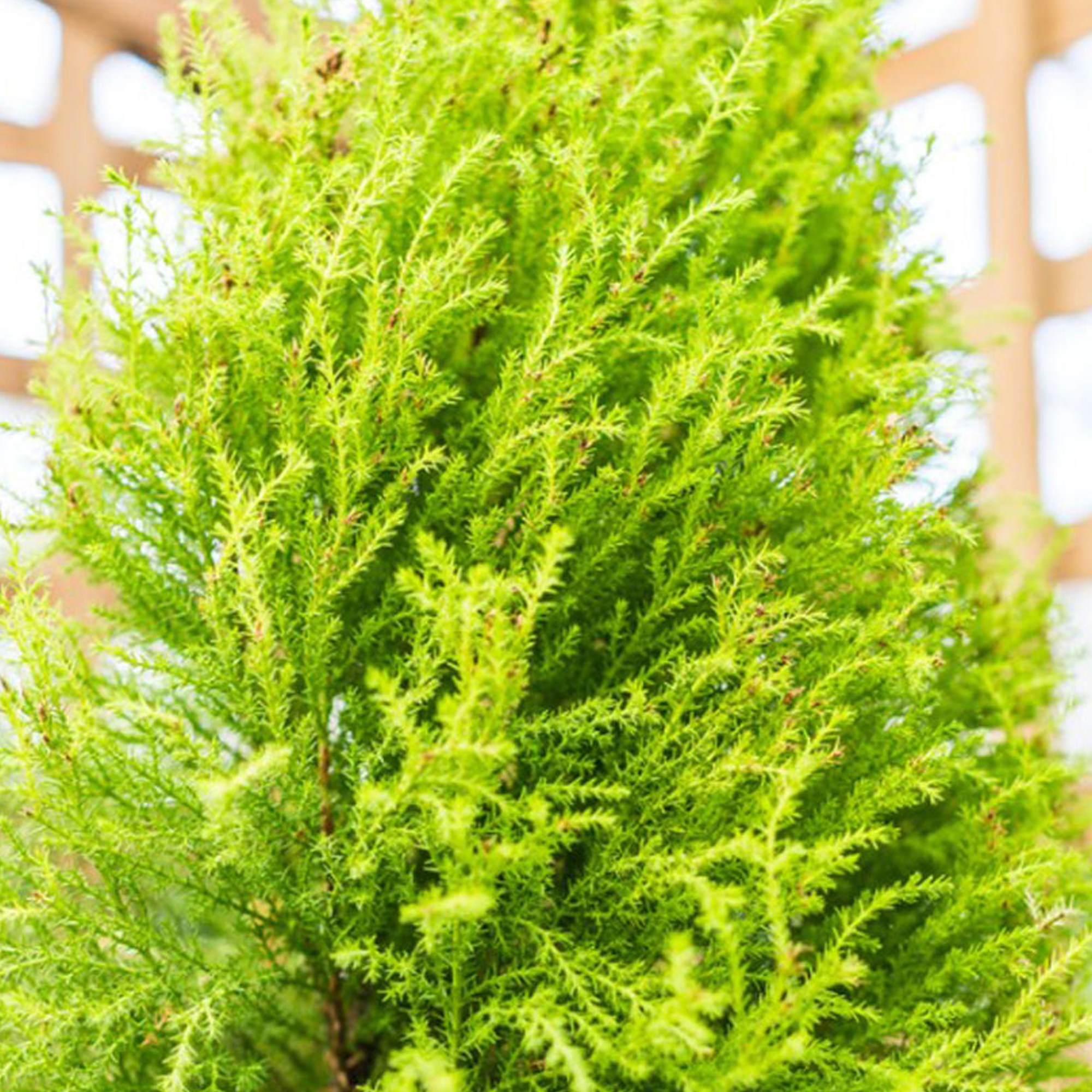 Cupressus cypress 'Wilma' - Outdoor Plant With Attractive Evergreen ...