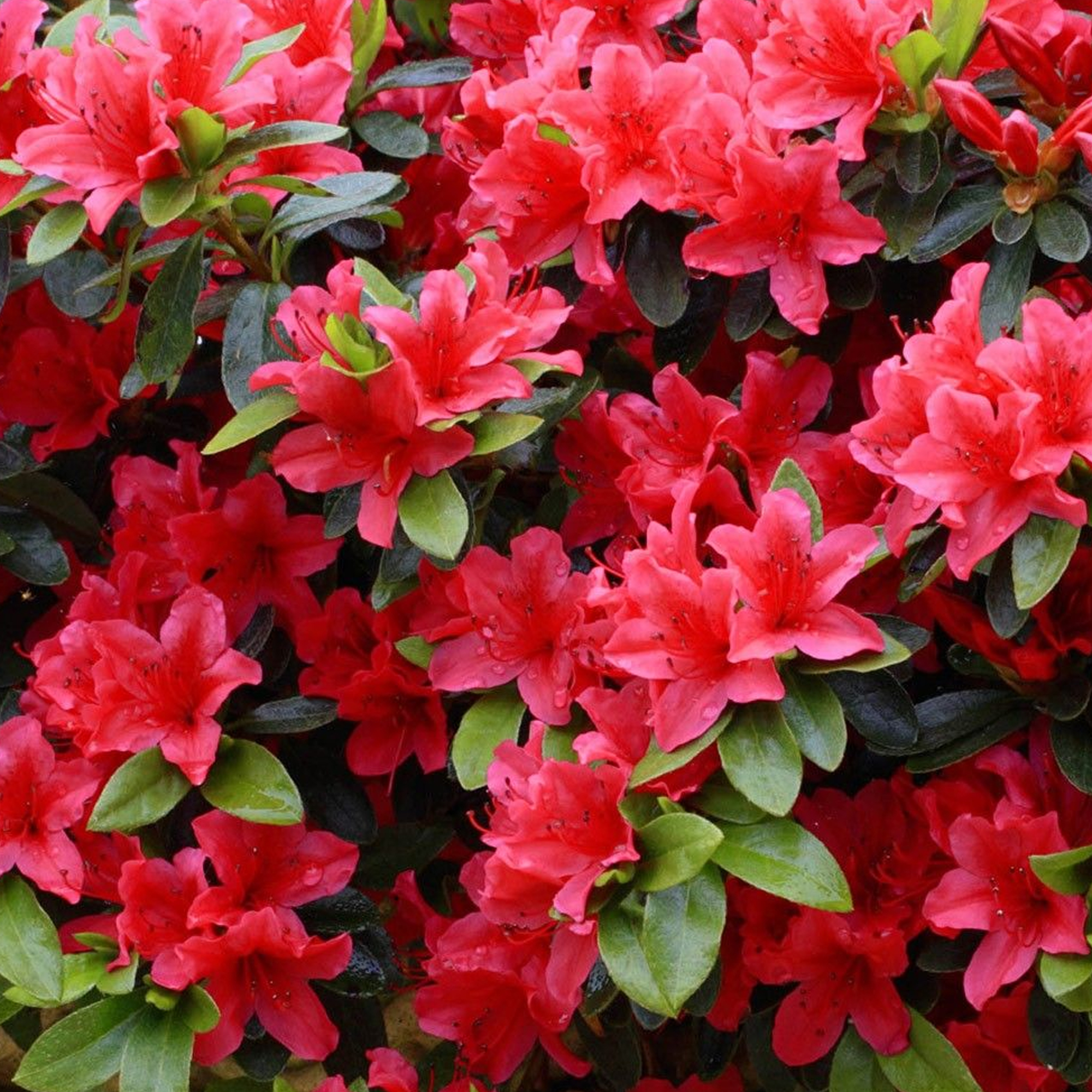 Azalea Japonica Red Colourful Evergreen Outdoor Garden Shrub Plant In Azalea Japonica Red Colourful Evergreen Outdoor Garden Shrub Plant In