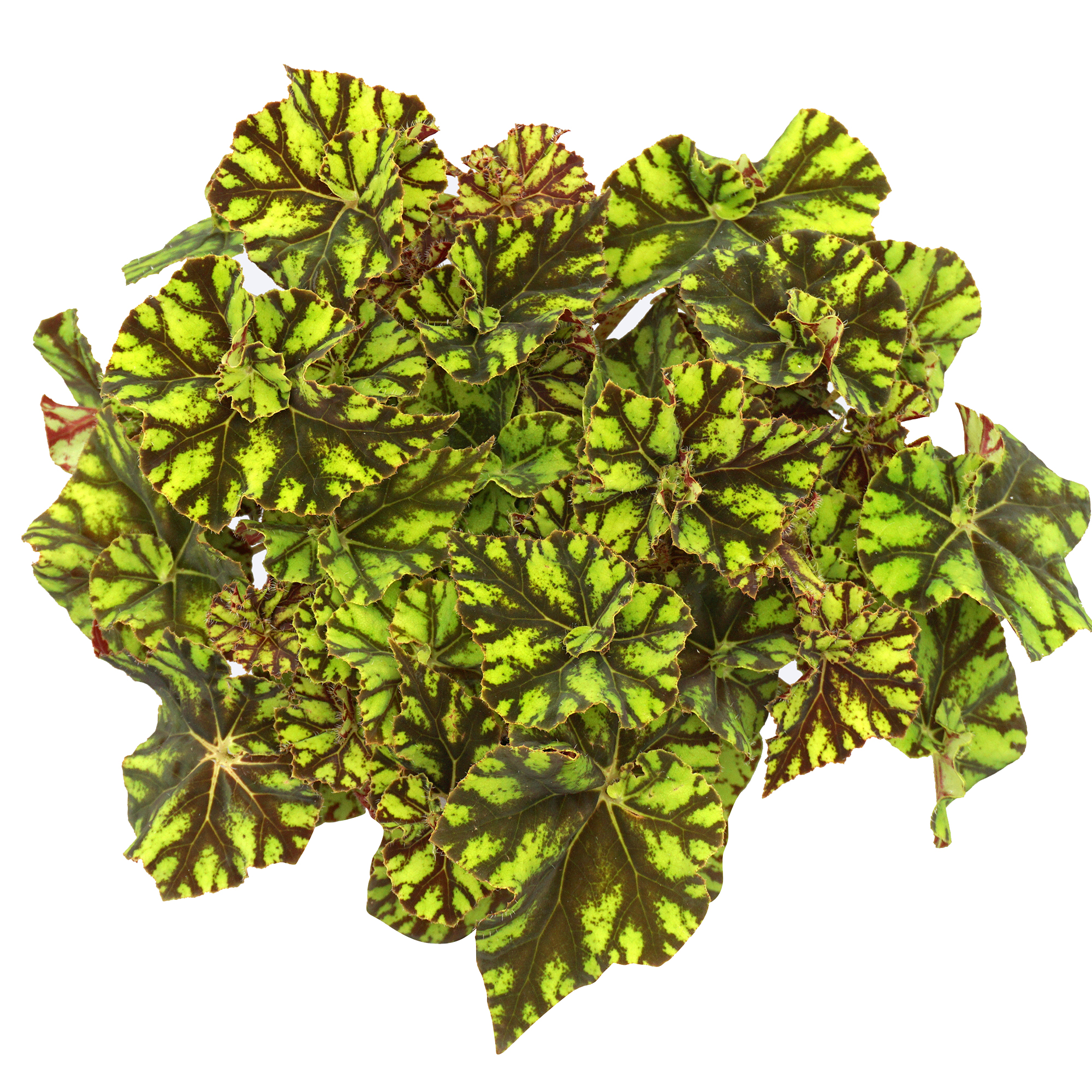 Begonia rex Zumba Indoor Potted Plant Gift Free UK Delivery 20