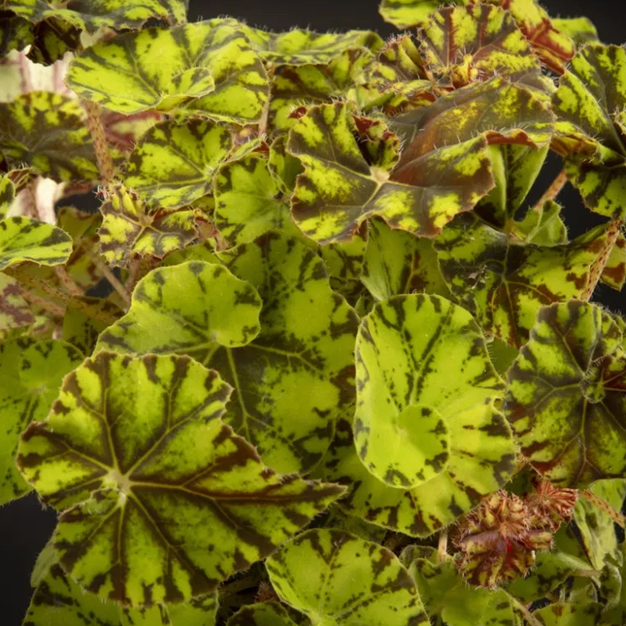 Begonia rex Zumba | Indoor Potted Plant Gift - Free UK Delivery | 20 ...