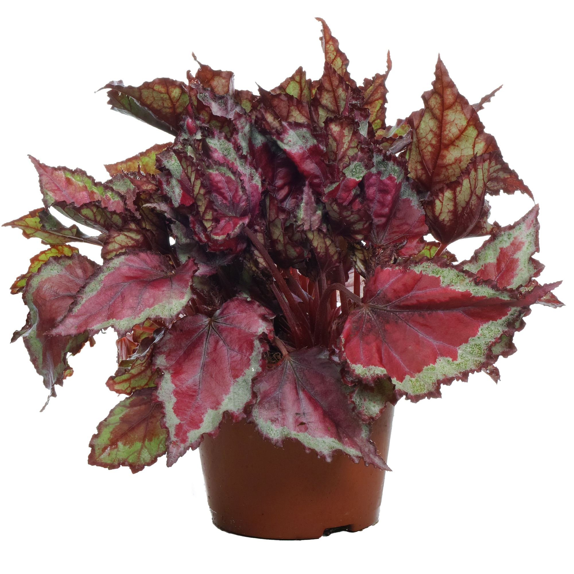Begonia rex Spitfire Vibrant King Begonia 2030cm Potted Plant UK