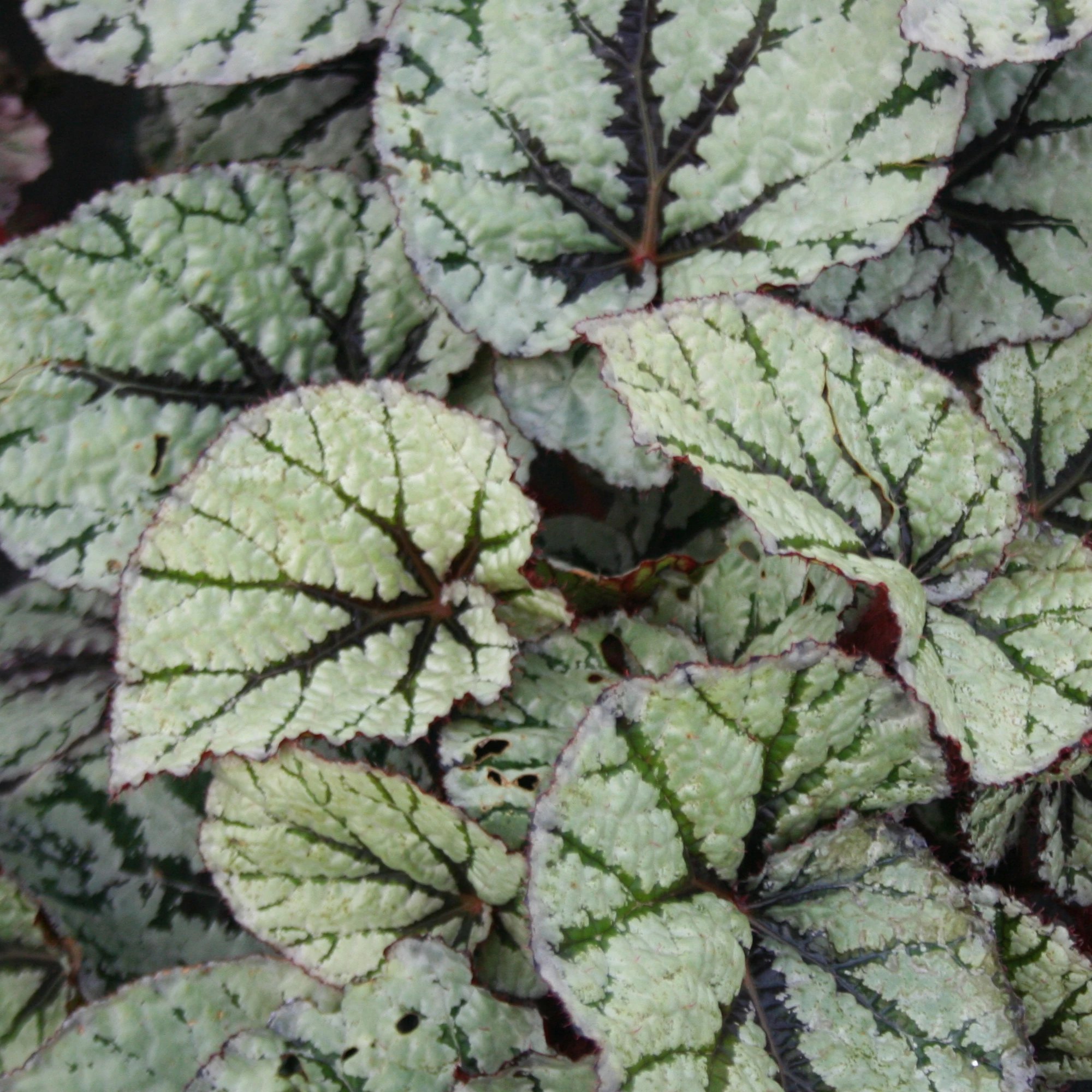 Begonia rex Fedor Indoor King Begonia for Sale Online