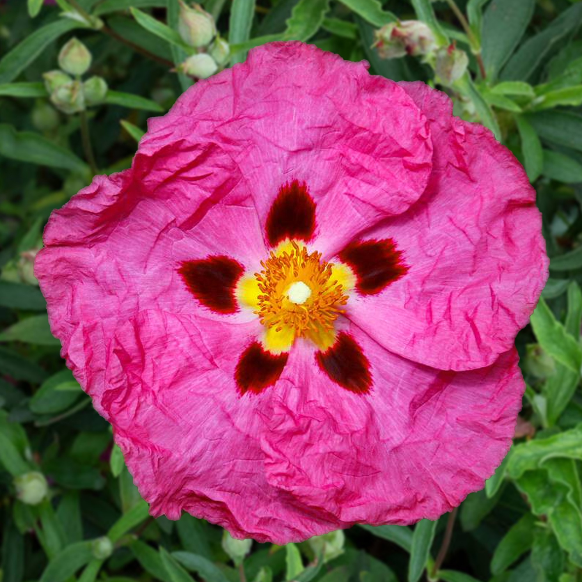 Cistus purpureus Bushy Evergreen Colourful Flowering Potted Outdoor