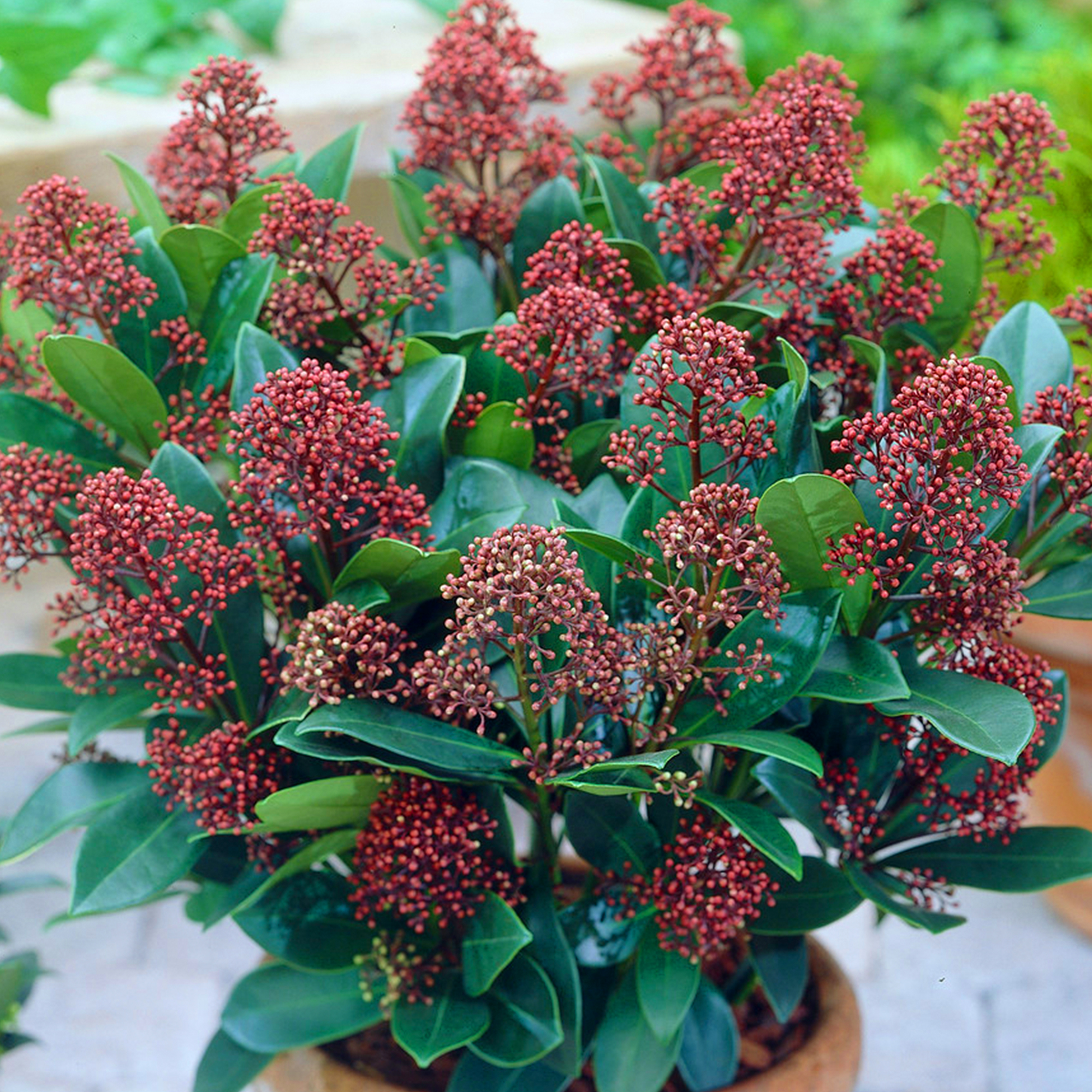 Skimmia japonica Rubella | Beautiful Evergreen Flowering Garden Shrub ...