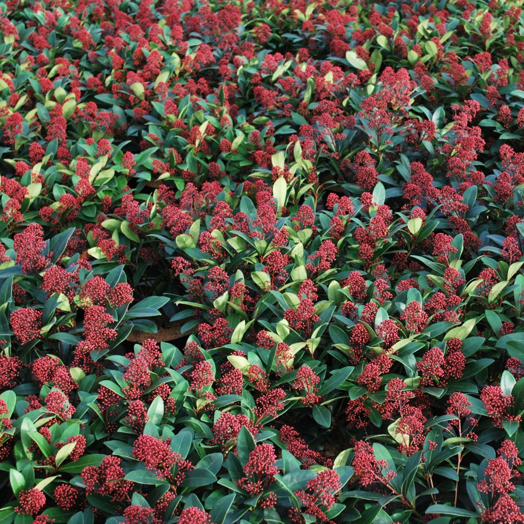 Skimmia japonica Rubella | Beautiful Evergreen Flowering Garden Shrub ...