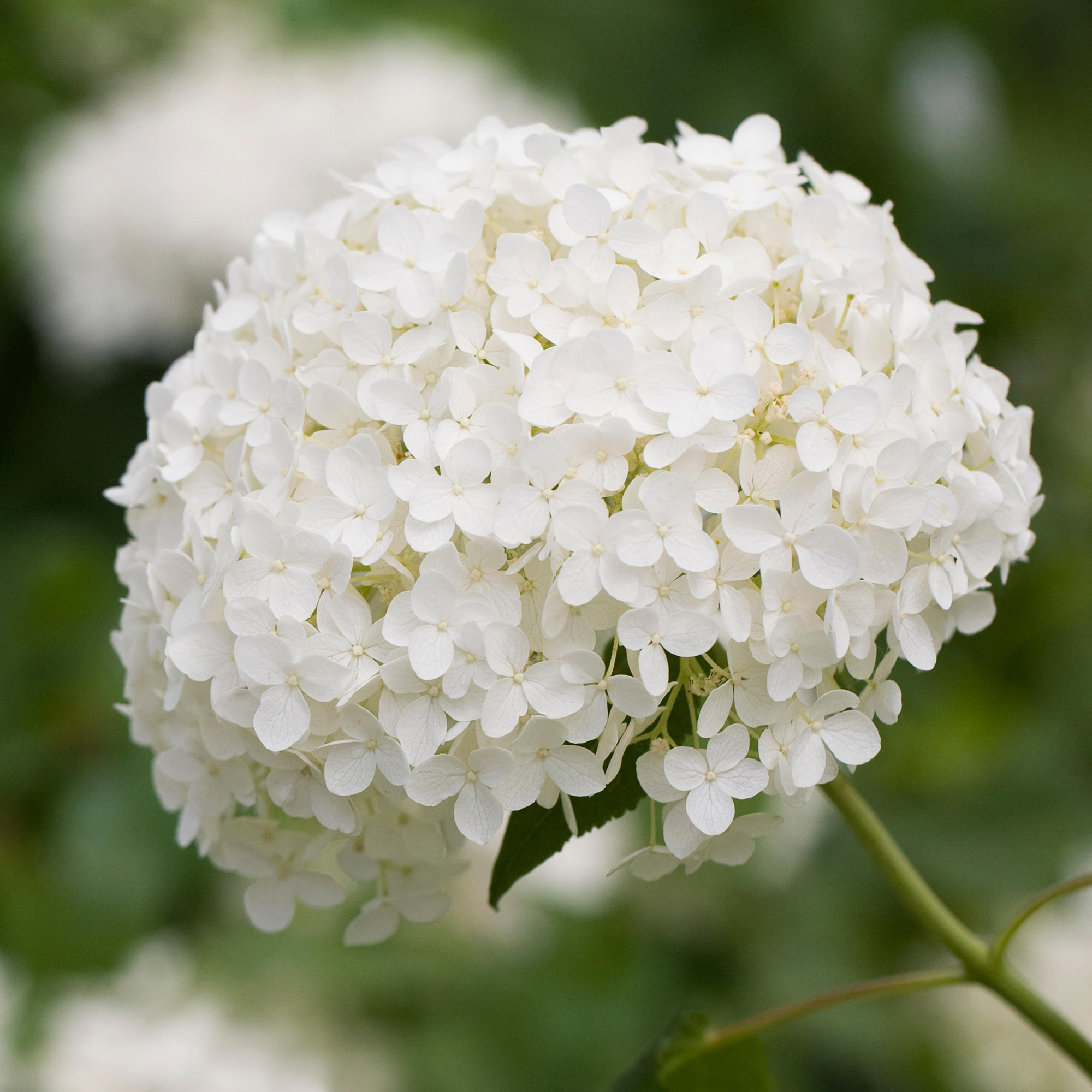 Hydrangea Annabelle Summer Flowering Deciduous Outdoor Garden Shrub Plant in Pot - Picture 16 of 20
