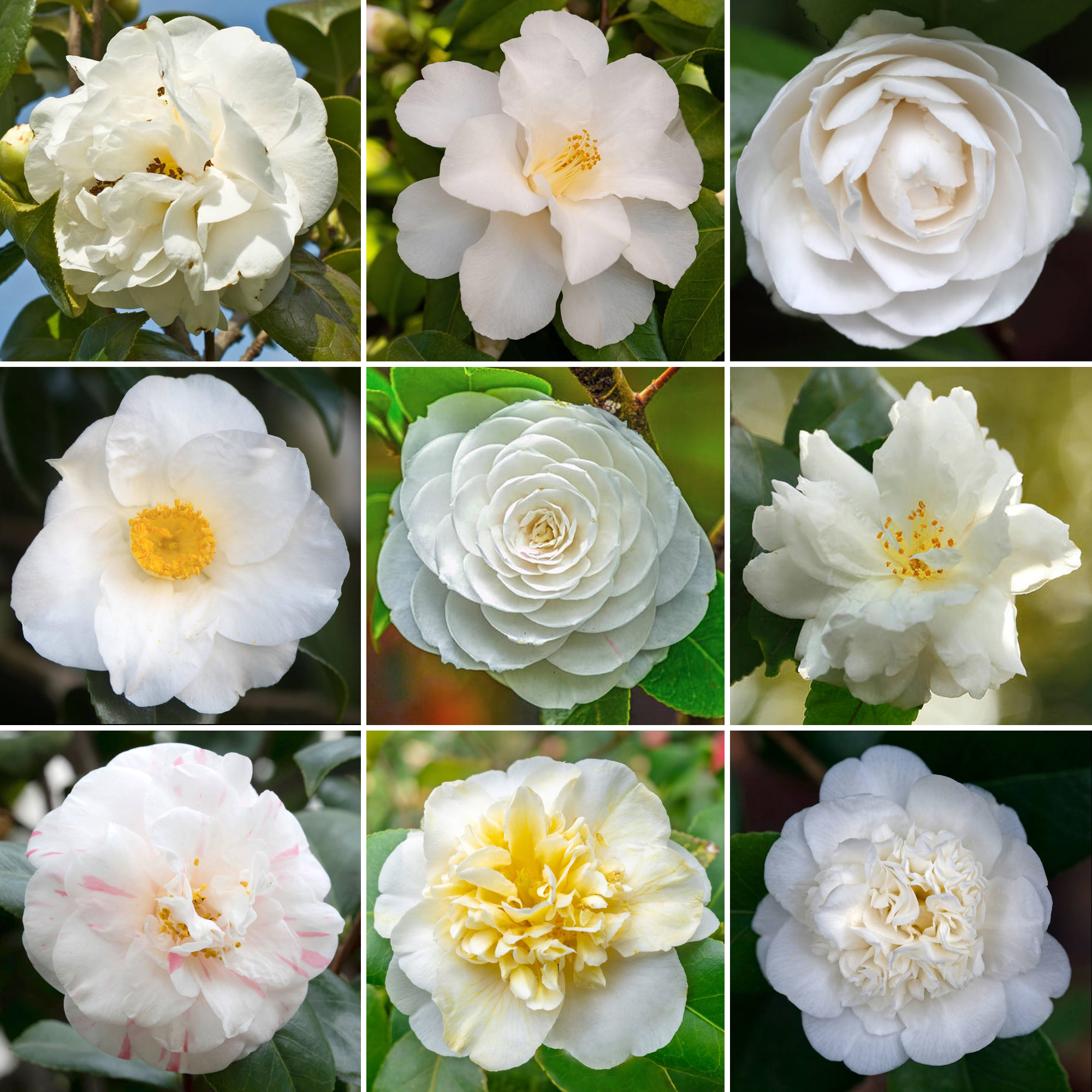 White Camellia Shrub Vibrant Evergreen Potted Outdoor Garden Ready