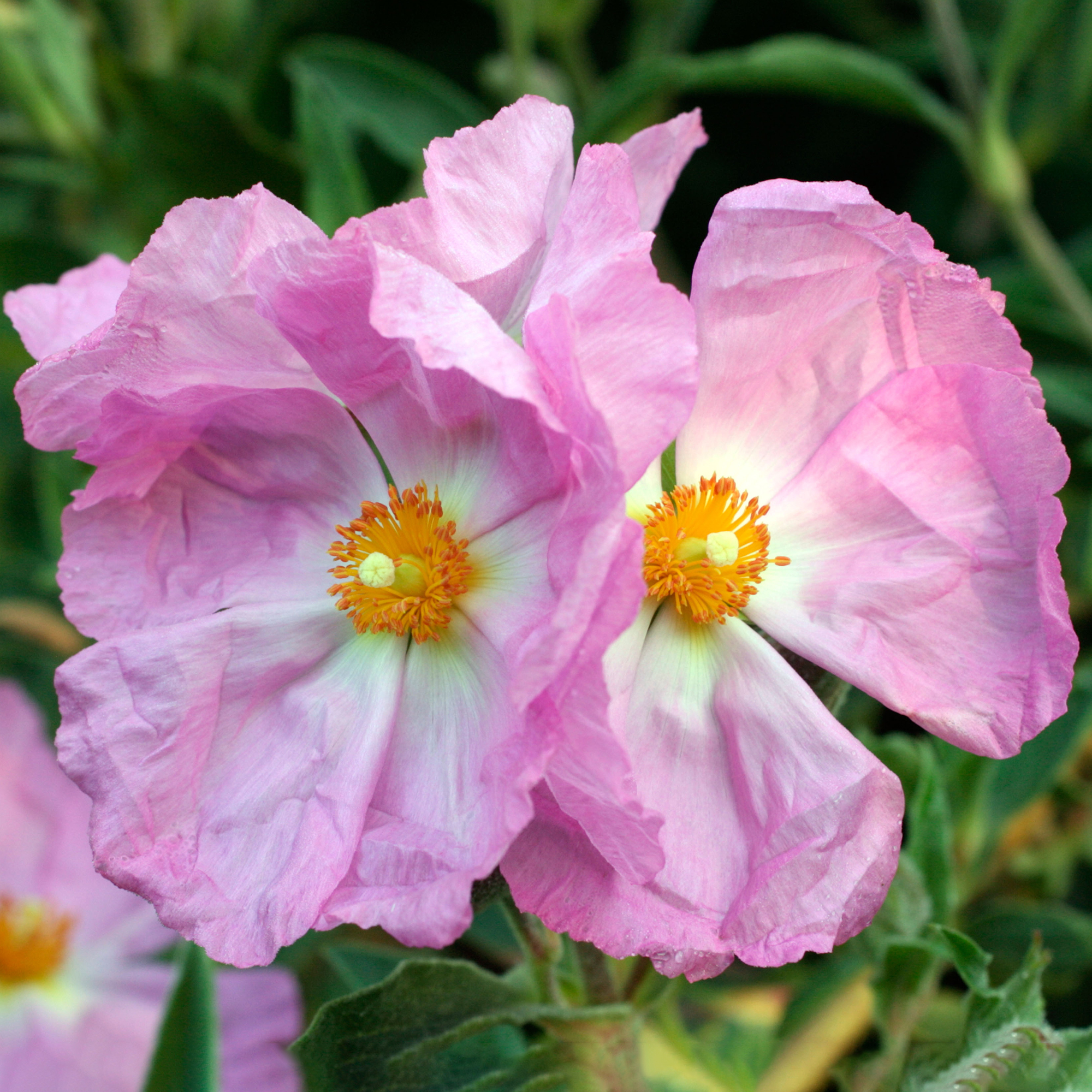 Cistus Silver Pink - Rock Rose | Evergreen Potted Bushy Garden Shrub for Sale UK