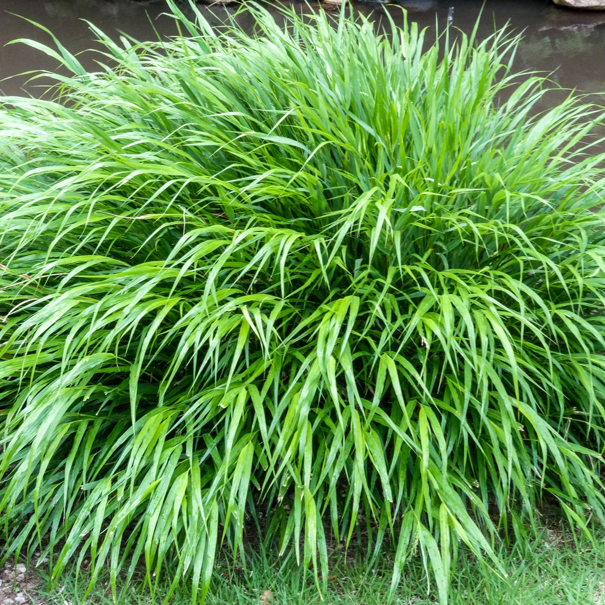 Hakonechloa macra - Japanese Forest Grass | Deciduous Potted Grassy Garden Shrub - Picture 6 of 10