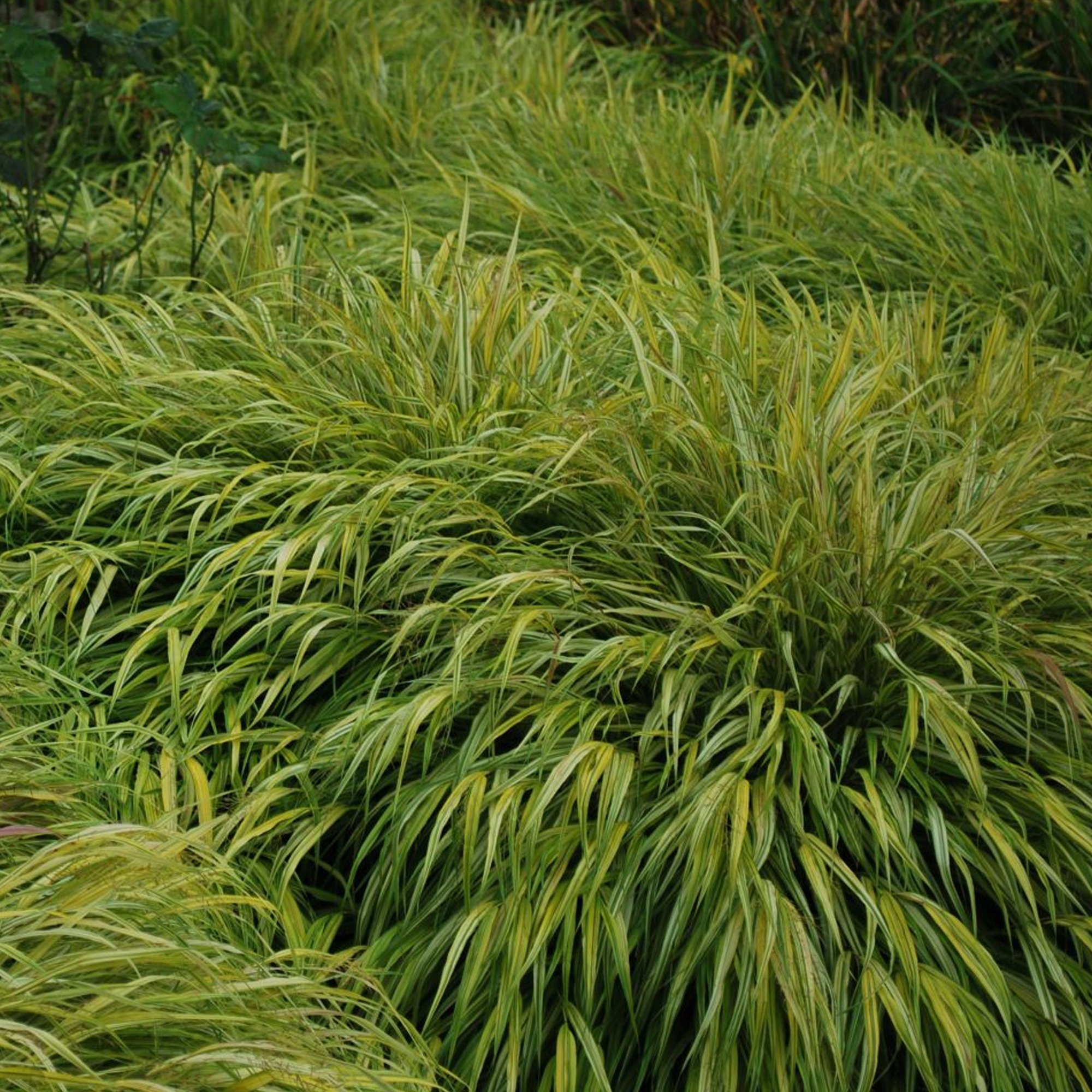 Hakonechloa macra - Japanese Forest Grass | Deciduous Potted Grassy Garden Shrub - Picture 7 of 10