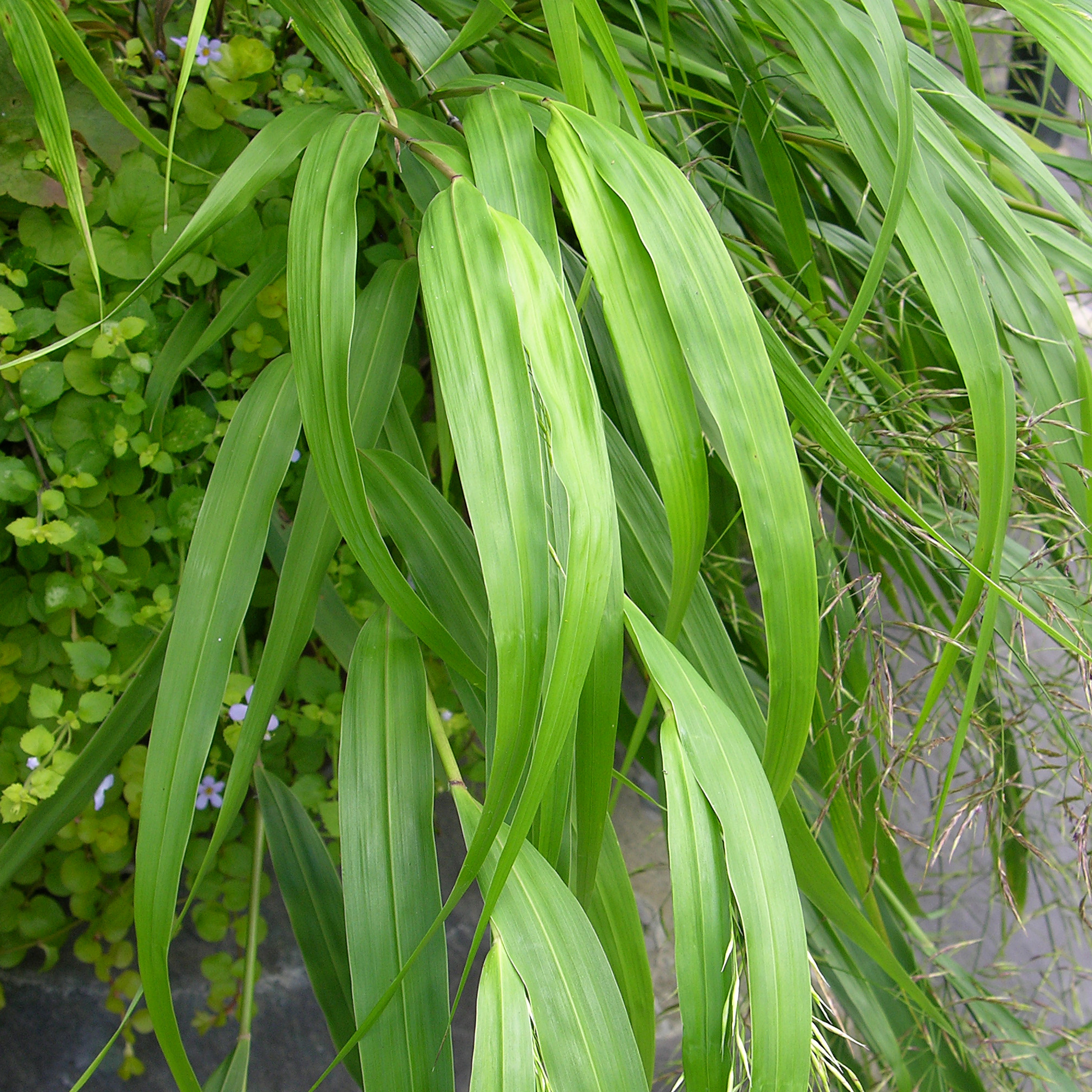 Hakonechloa macra - Japanese Forest Grass | Deciduous Potted Grassy Garden Shrub - Picture 8 of 10