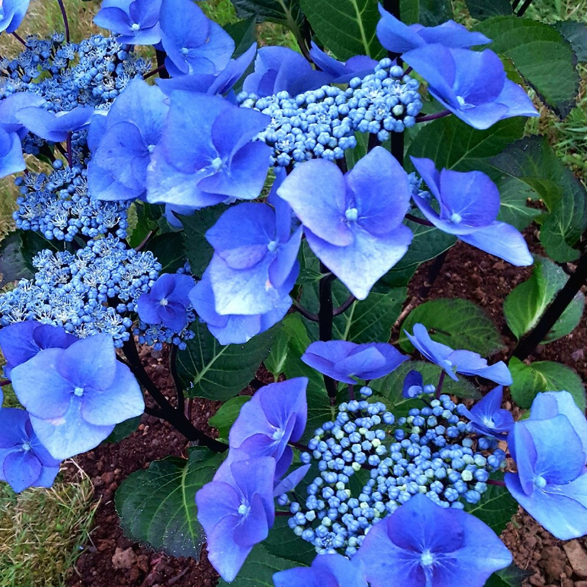 Lacecap Hydrangea macrophylla Zorro | Deciduous Potted Garden Shrub - Picture 7 of 10