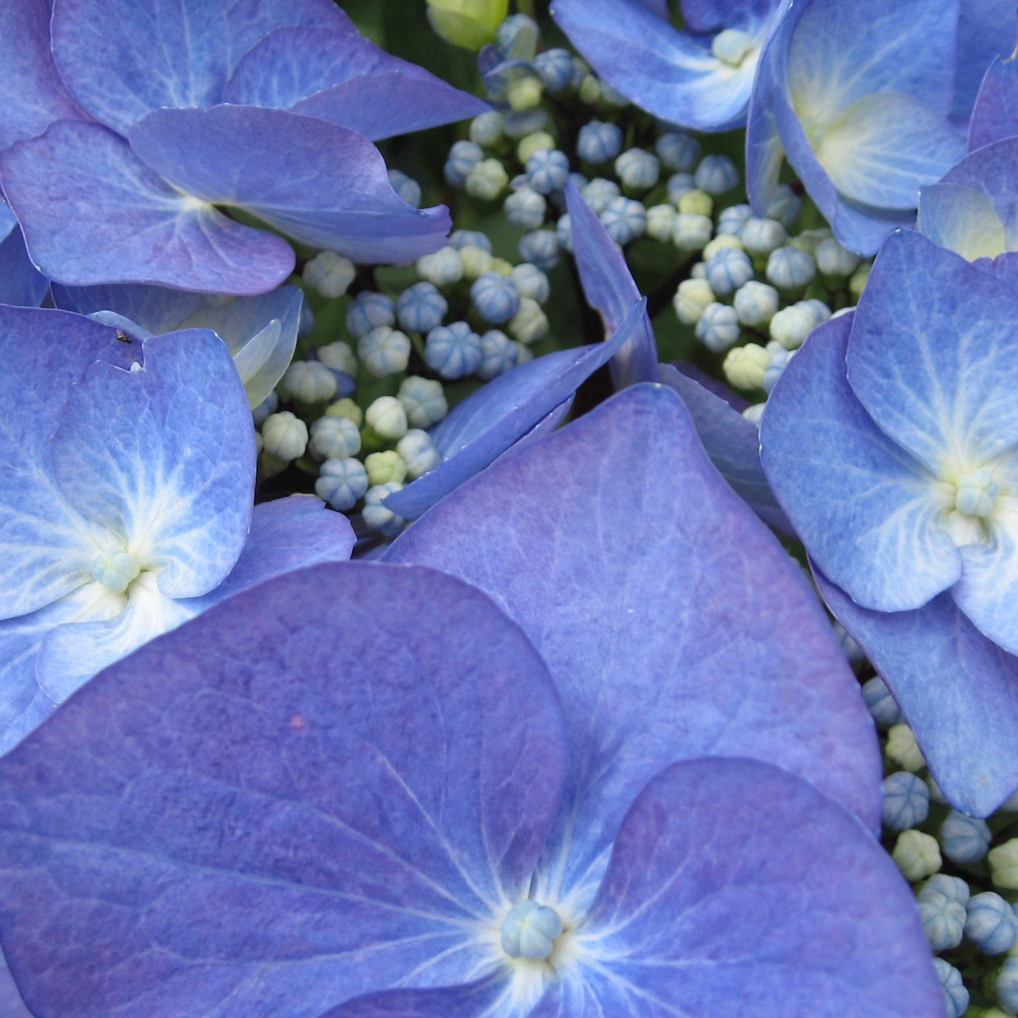 Lacecap Hydrangea macrophylla Zorro | Deciduous Potted Garden Shrub - Picture 8 of 10