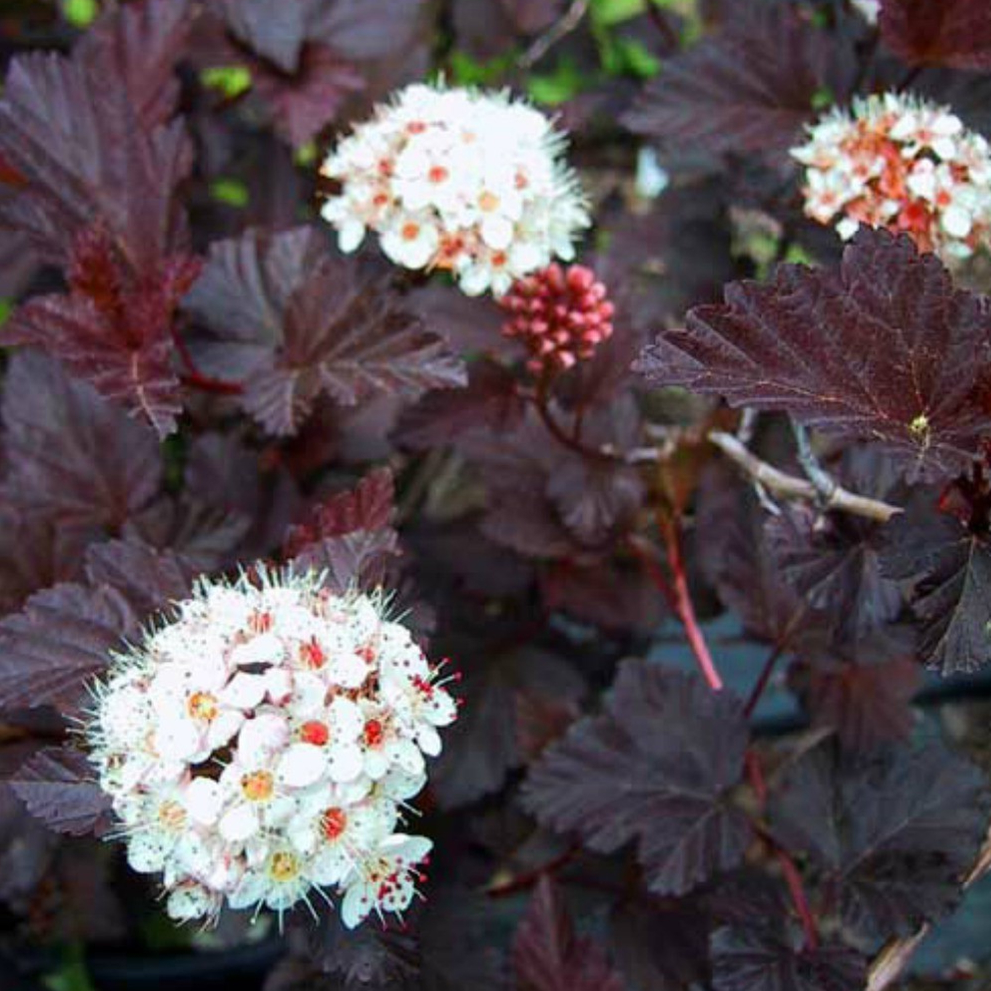 Physocarpus Diabolo Ninebark Deciduous Potted Flowering Garden Shrub eBay