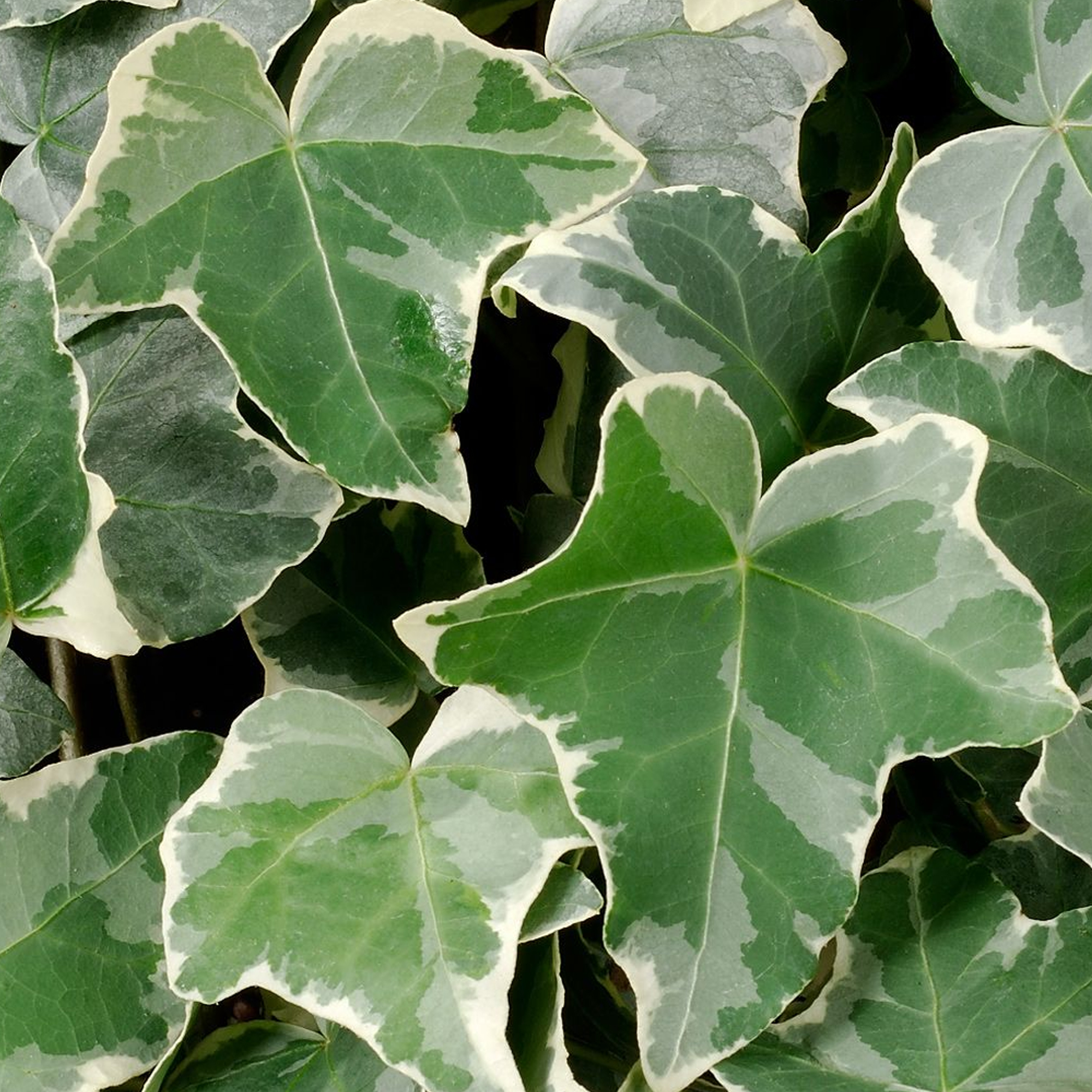 Hedera Helix Glacier Ivy Climbing Evergreen Shrub Outdoor Garden Plant in Pot - Picture 17 of 20