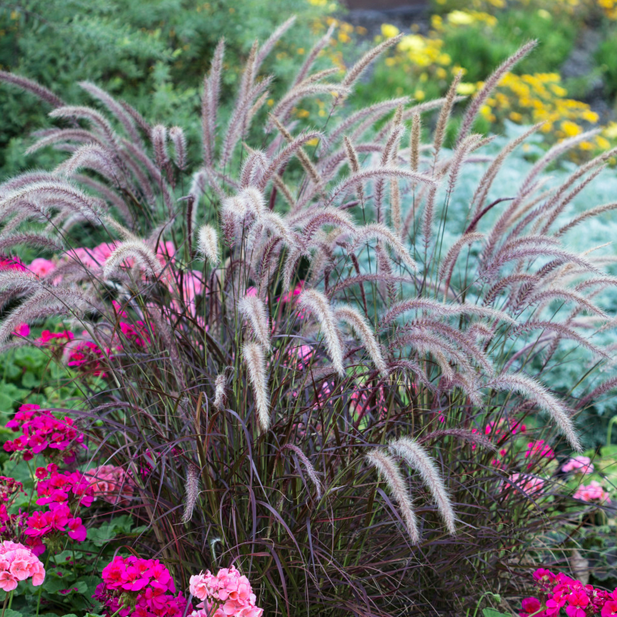 Pennisetum Rubrum | Deciduous Grass Outdoor Flowering Garden Grass Plant in Pot - Picture 5 of 8