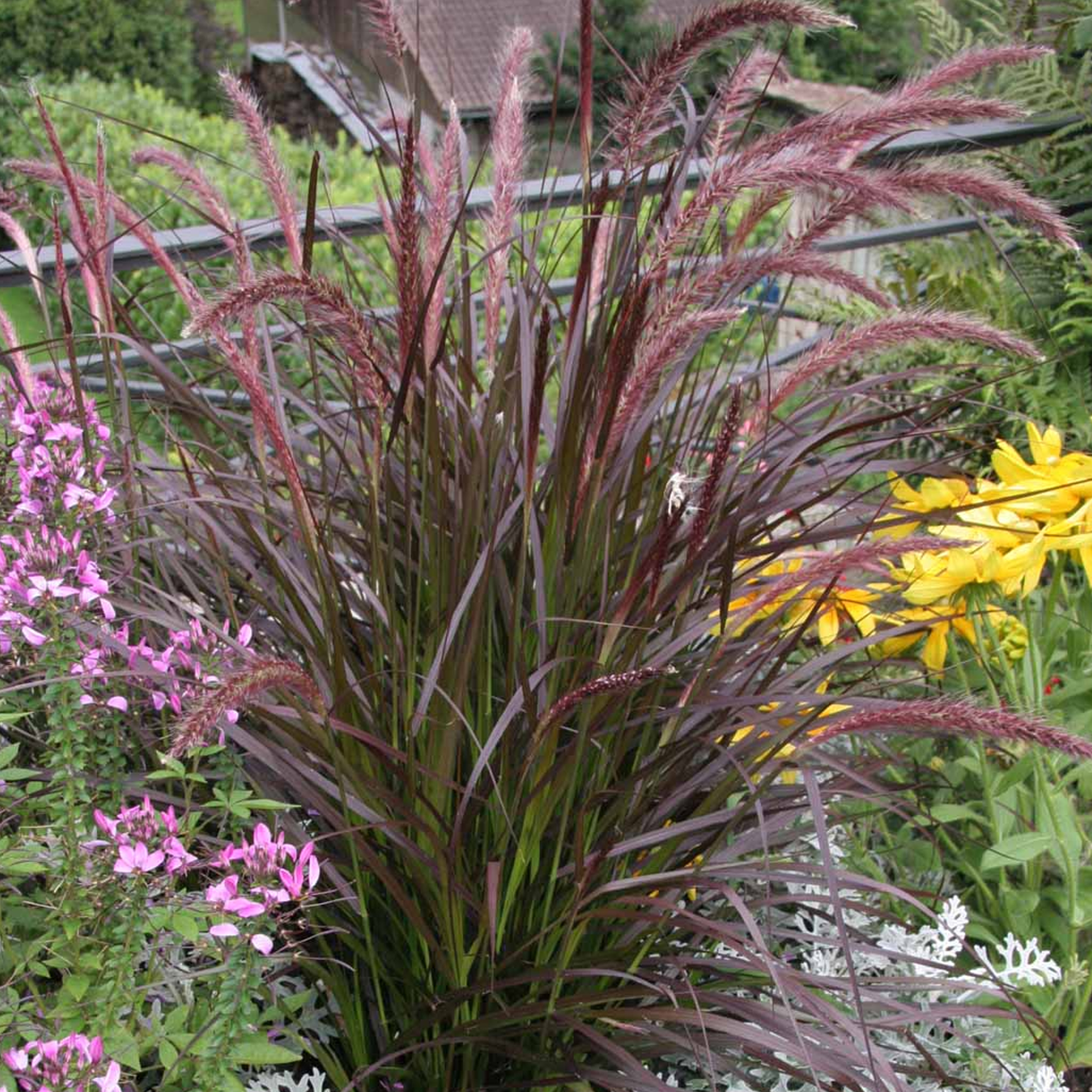 Pennisetum Rubrum | Deciduous Grass Outdoor Flowering Garden Grass Plant in Pot - Picture 6 of 8