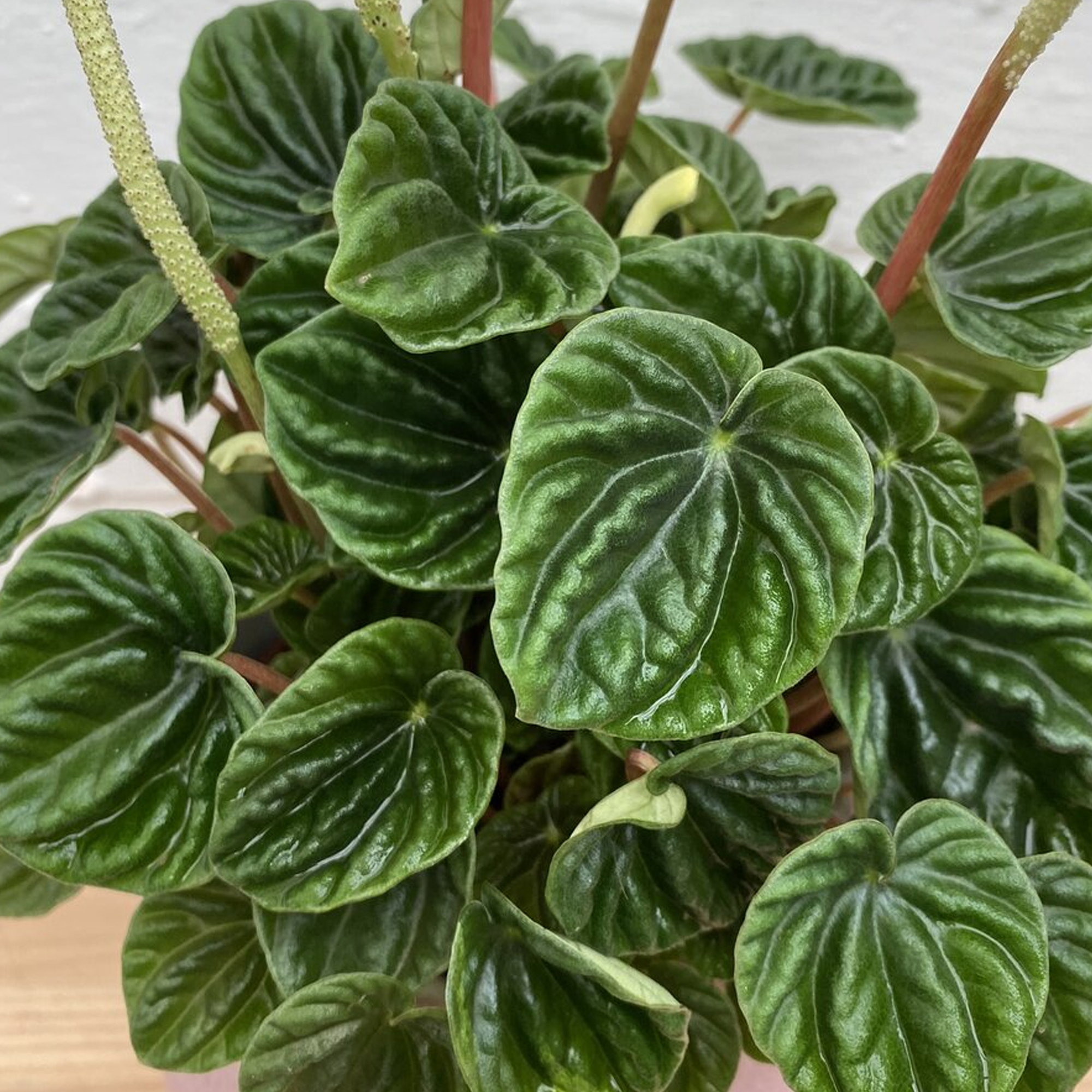 Peperomia caperata Lilian - Radiator Plant | Eye-Catching Houseplant ...