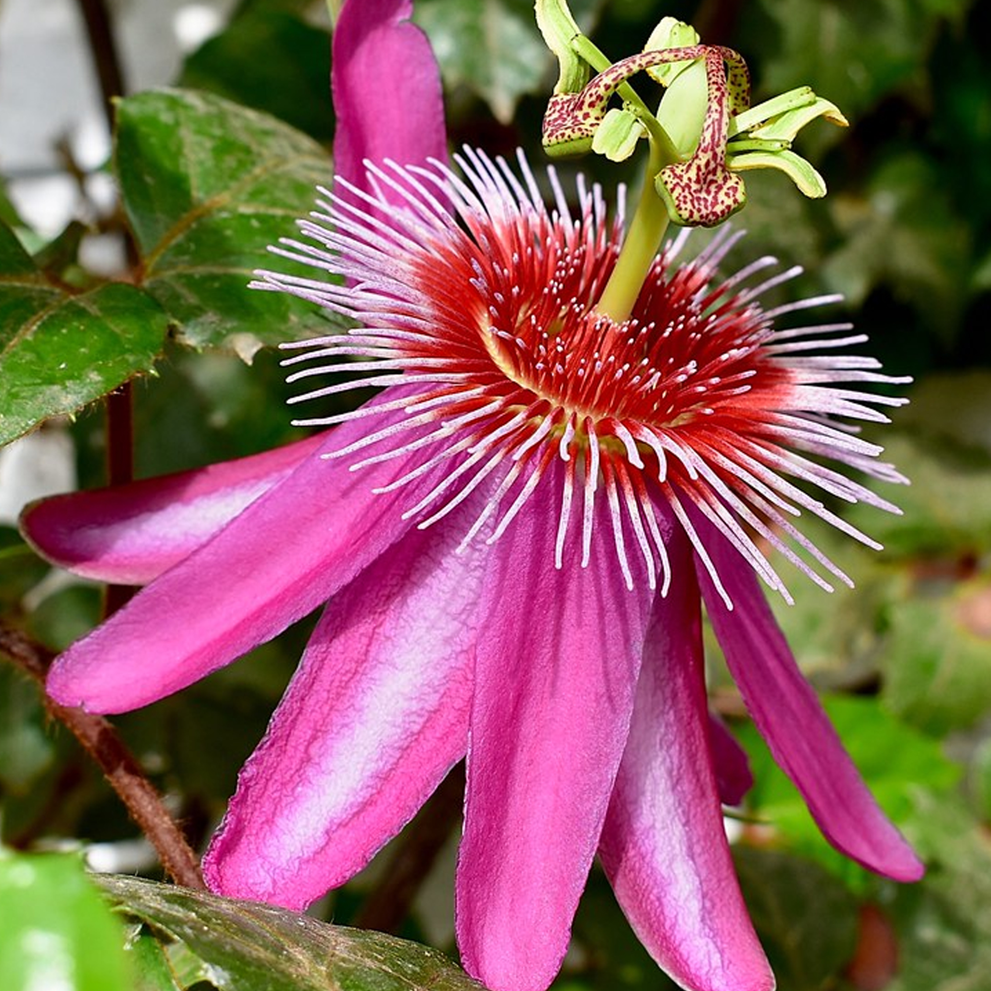 Passiflora 'Anastasia' Passion Flower Climbing Outdoor Hardy Garden Plant in Pot - Picture 13 of 15