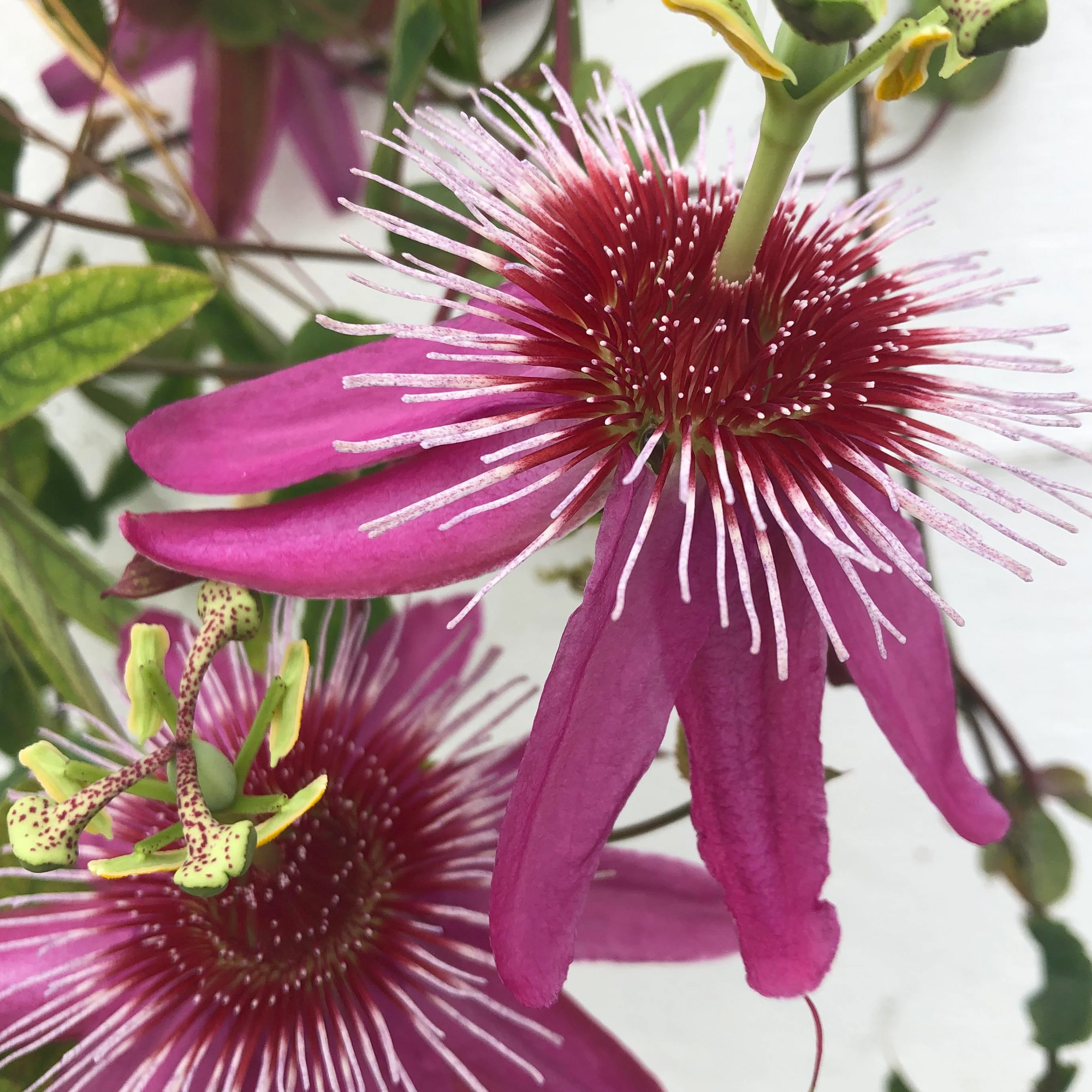 Passiflora 'Anastasia' Passion Flower Climbing Outdoor Hardy Garden Plant in Pot - Picture 11 of 15