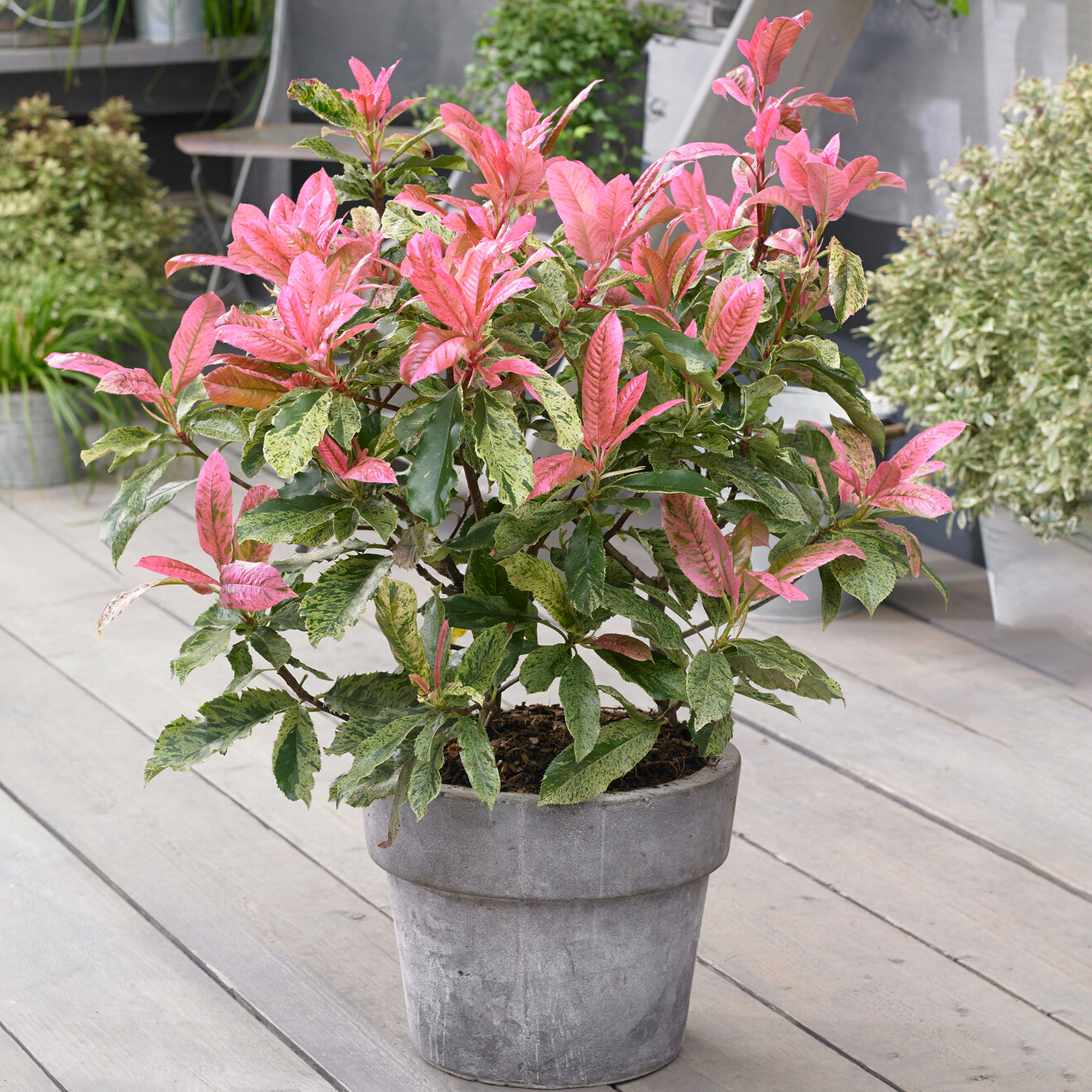 Photinia Evergreen shrub Pink Crispy Easy Care Outdoor Ready to Plant 9cm Pot