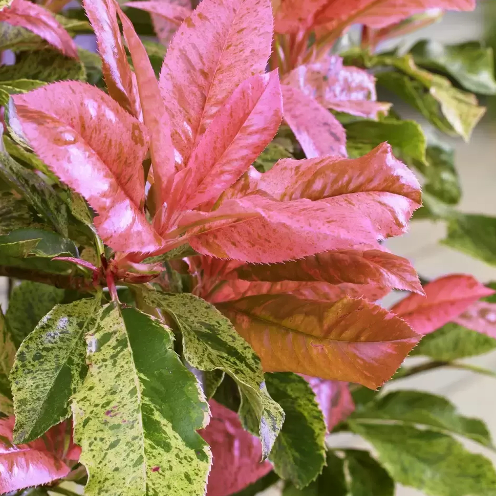 Photinia Evergreen shrub Pink Crispy Easy Care Outdoor Ready to Plant 9cm Pot - Picture 7 of 10