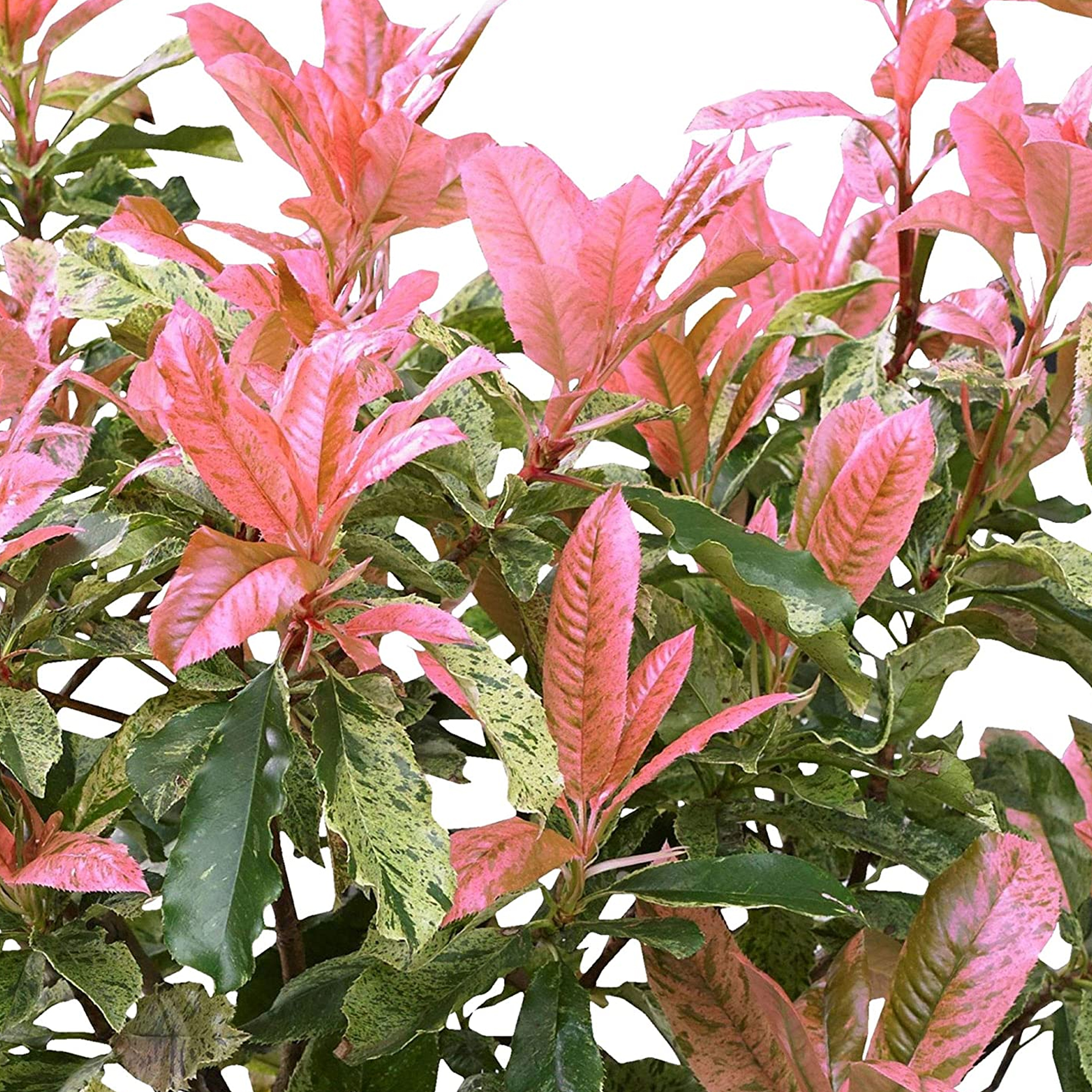 Photinia Evergreen shrub Pink Crispy Easy Care Outdoor Ready to Plant 9cm Pot - Picture 8 of 10