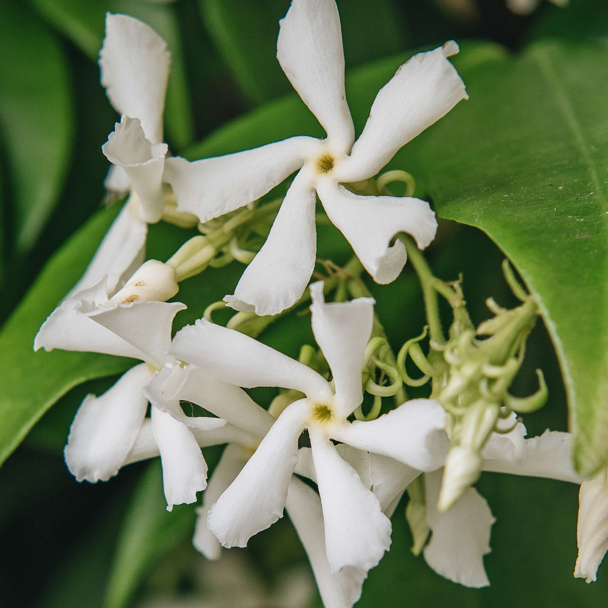 Trachelospermum Jasminoides Star Jasmine Evergreen Climber Outdoor Plant in Pot