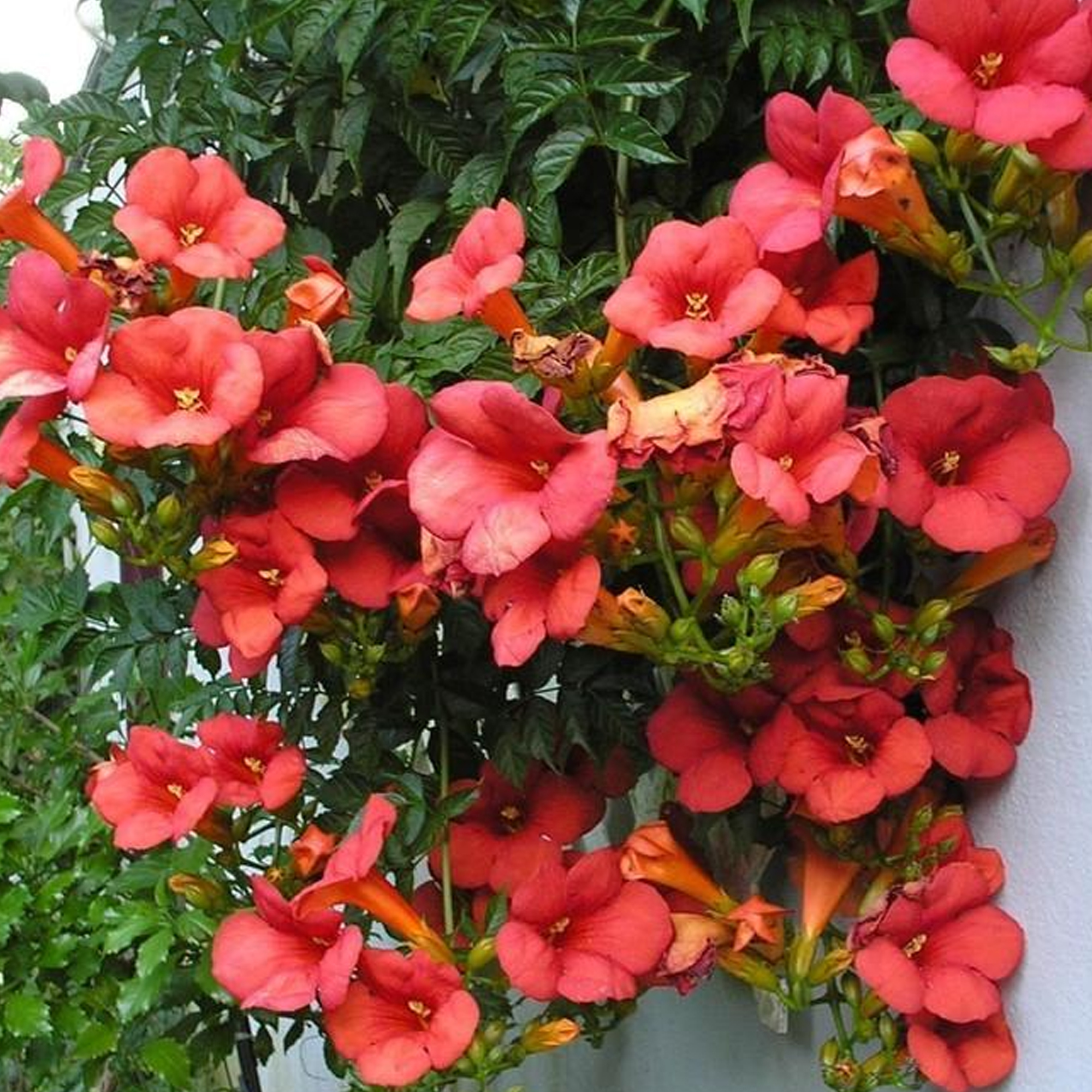 Campsis Tagliabuana Madame Galen Deciduous Climbing Outdoor Garden Plant in Pot