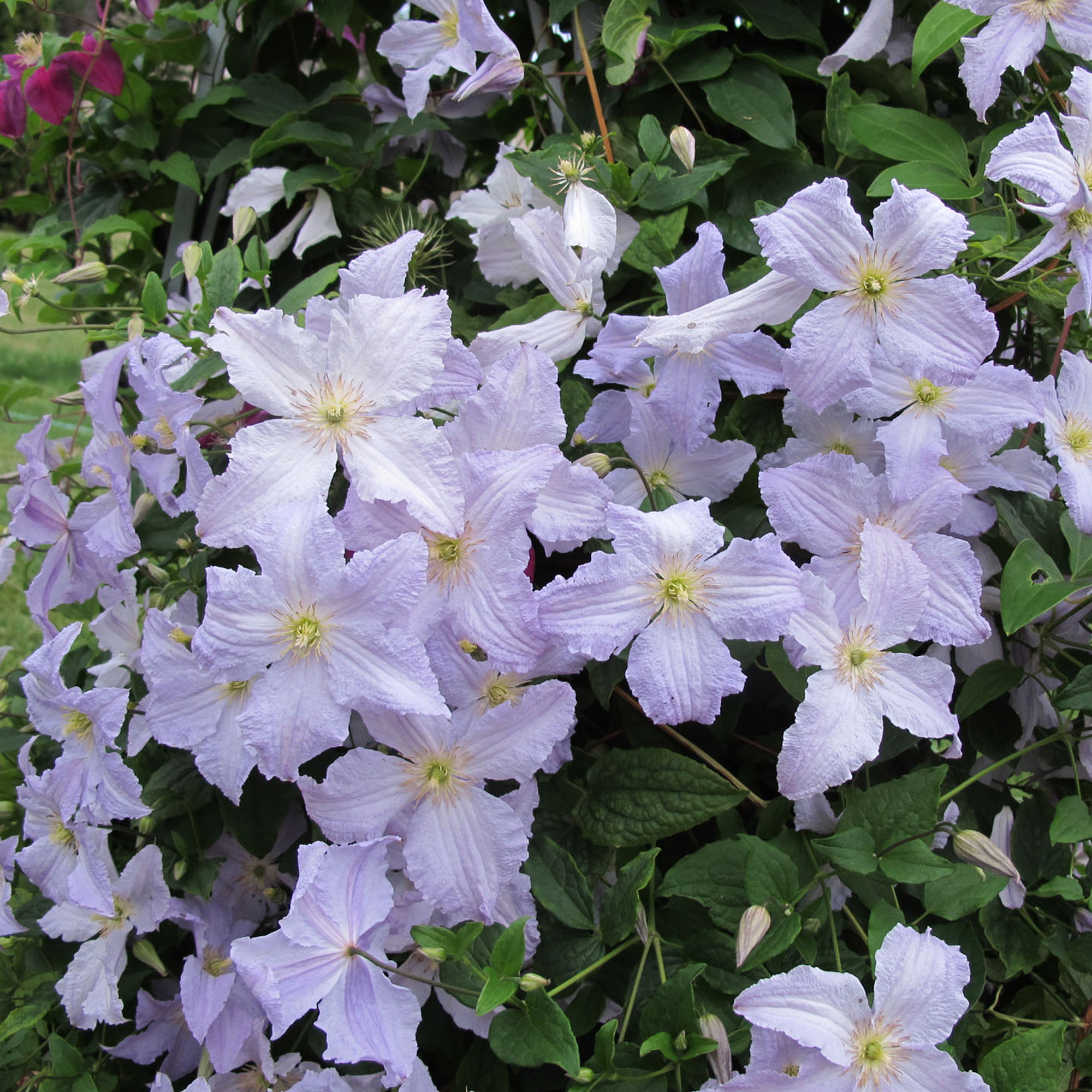Clematis Blue Angel Hardy Deciduous Climbing Outdoor Garden Shrub in Plant Pot