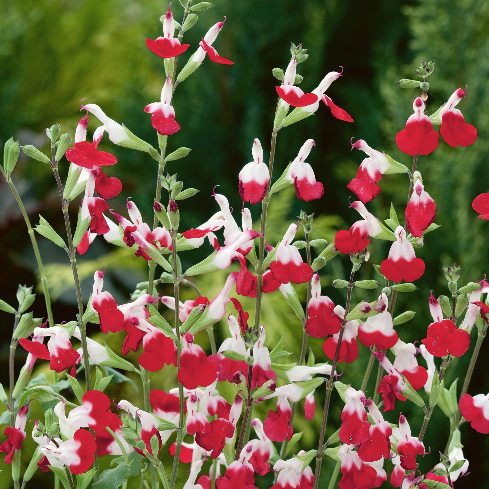 Salvia Hot Lips | Vibrant Scented Flowering Perennial | Potted Garden Plant - Picture 13 of 18