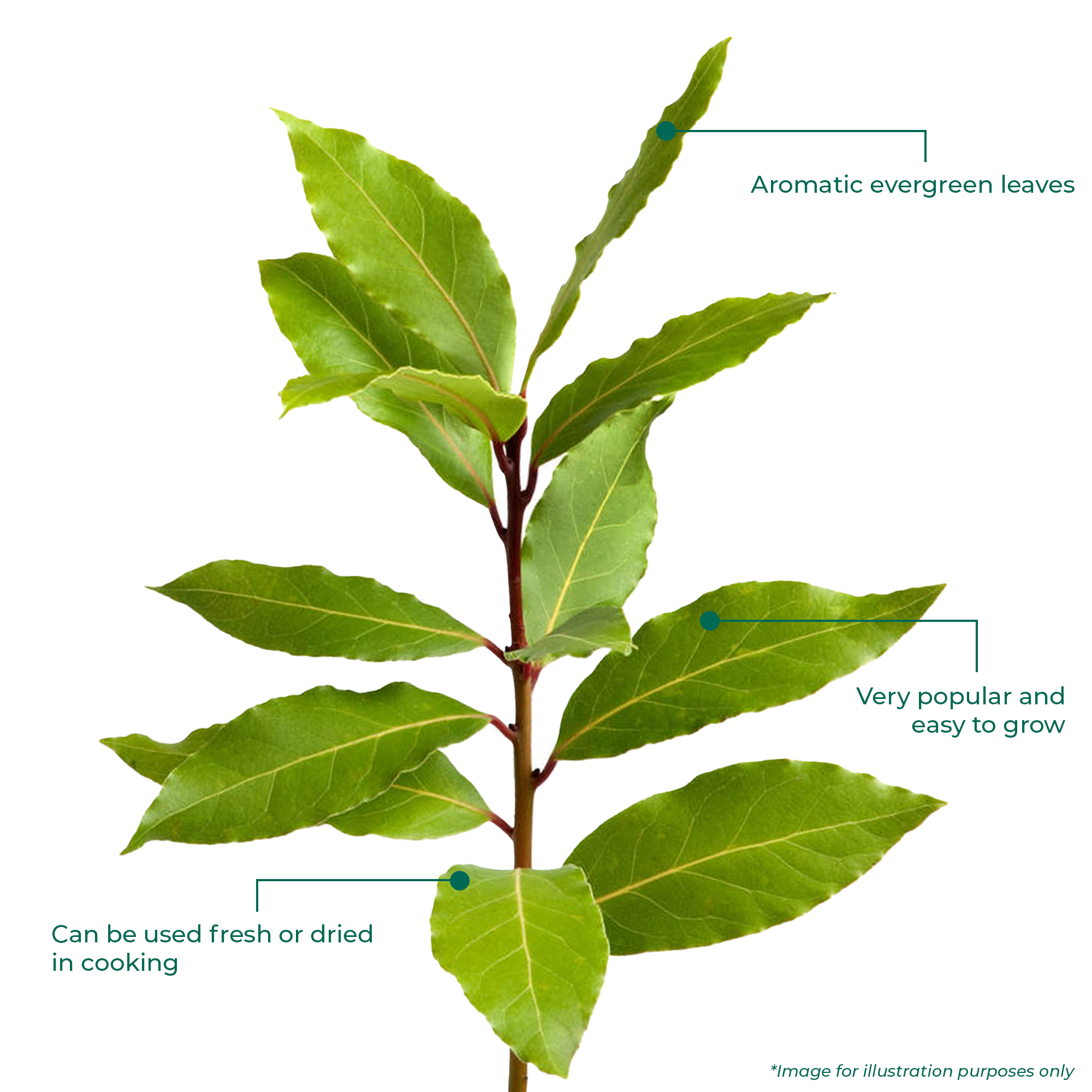 Laurus Nobilis Bay Laurel | Evergreen Garden Shrub Culinary Herb 14cm Pot - Picture 3 of 12