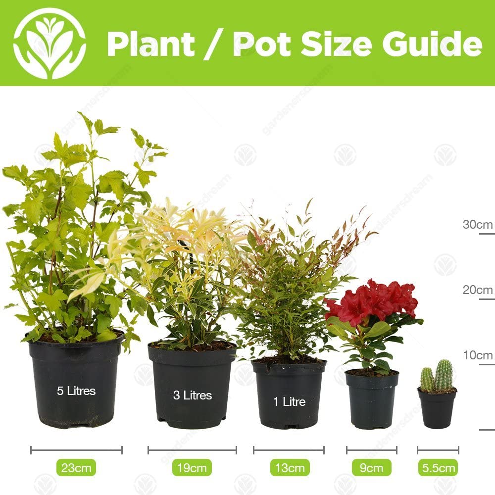 Laurus Nobilis Bay Laurel | Evergreen Garden Shrub Culinary Herb 14cm Pot - Picture 11 of 12
