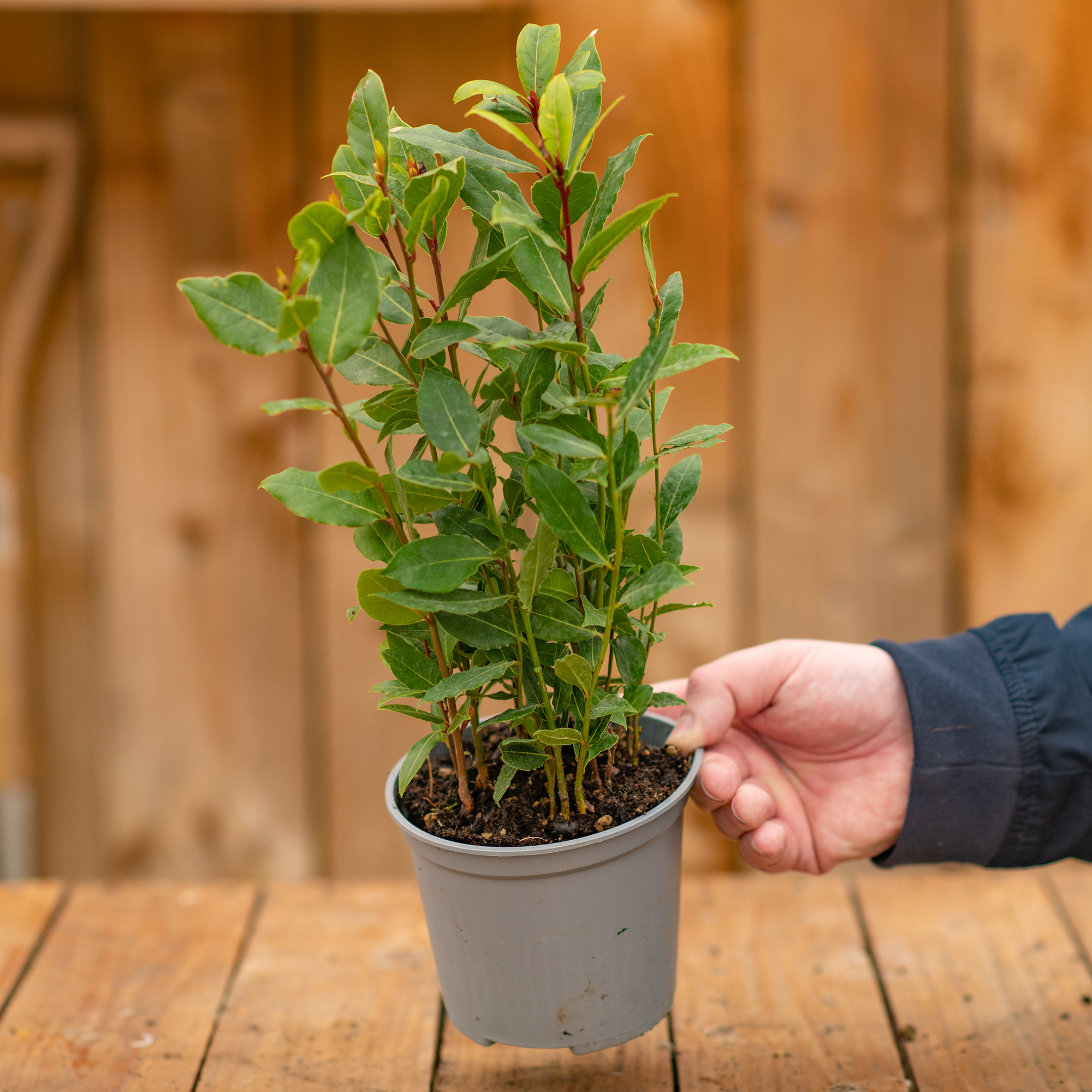 Laurus Nobilis Bay Laurel | Evergreen Garden Shrub Culinary Herb 14cm Pot - Picture 7 of 12