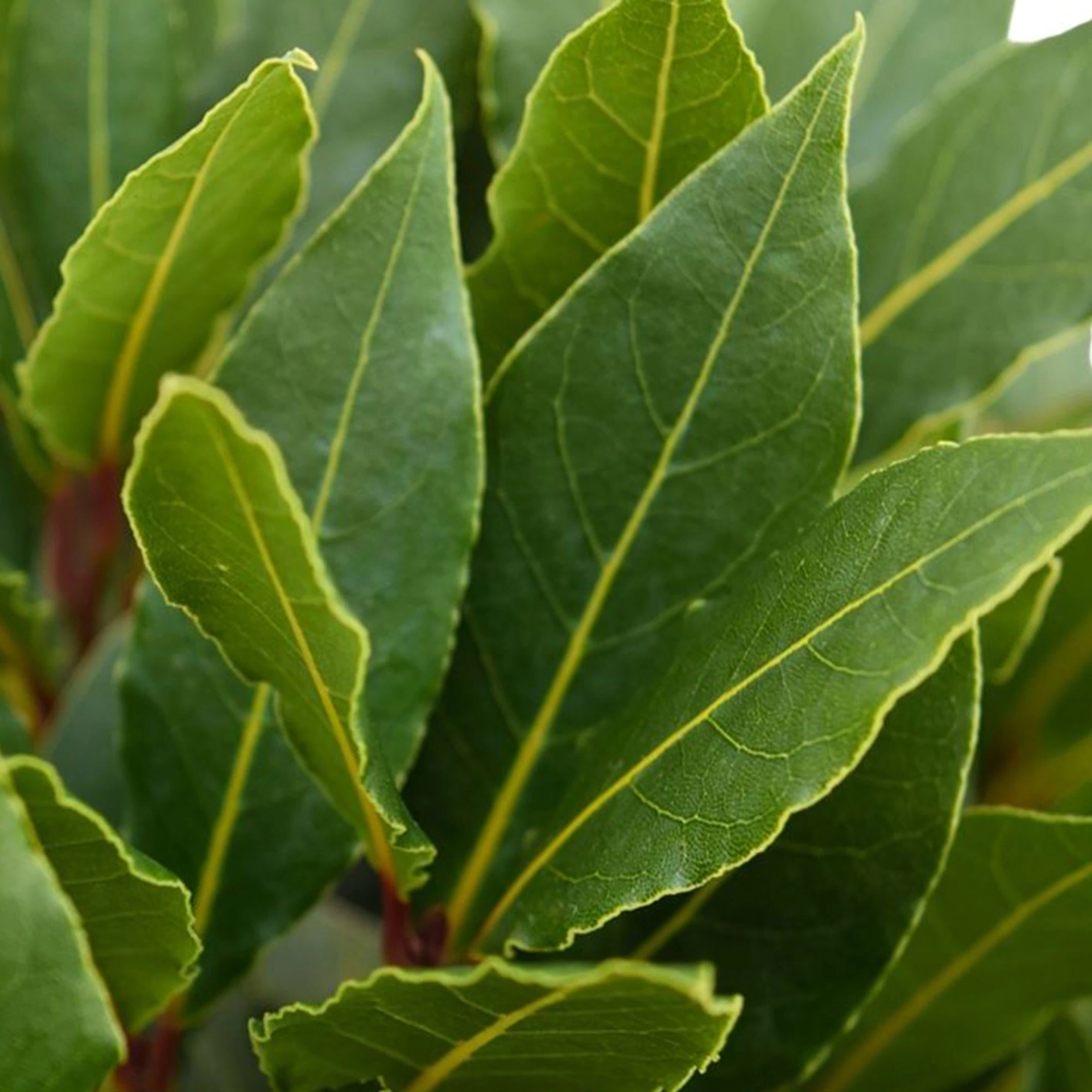 Laurus Nobilis Bay Laurel | Evergreen Garden Shrub Culinary Herb 14cm Pot - Picture 8 of 12