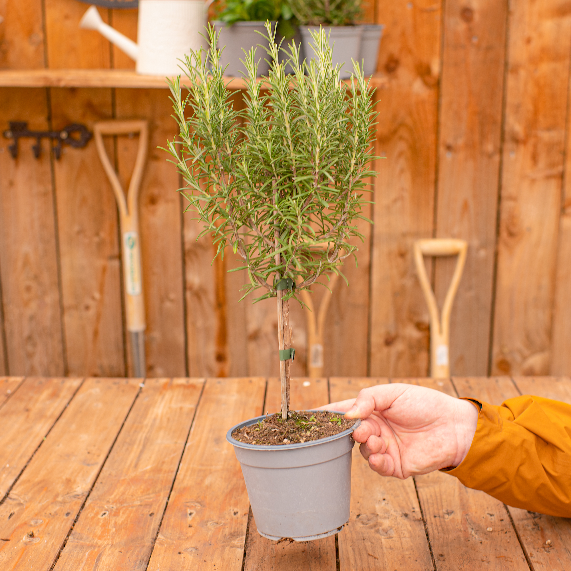 Rosemary Lollipop Herb Bush | Fresh Cooking Herbs Kitchen Culinary Garden - Picture 8 of 19