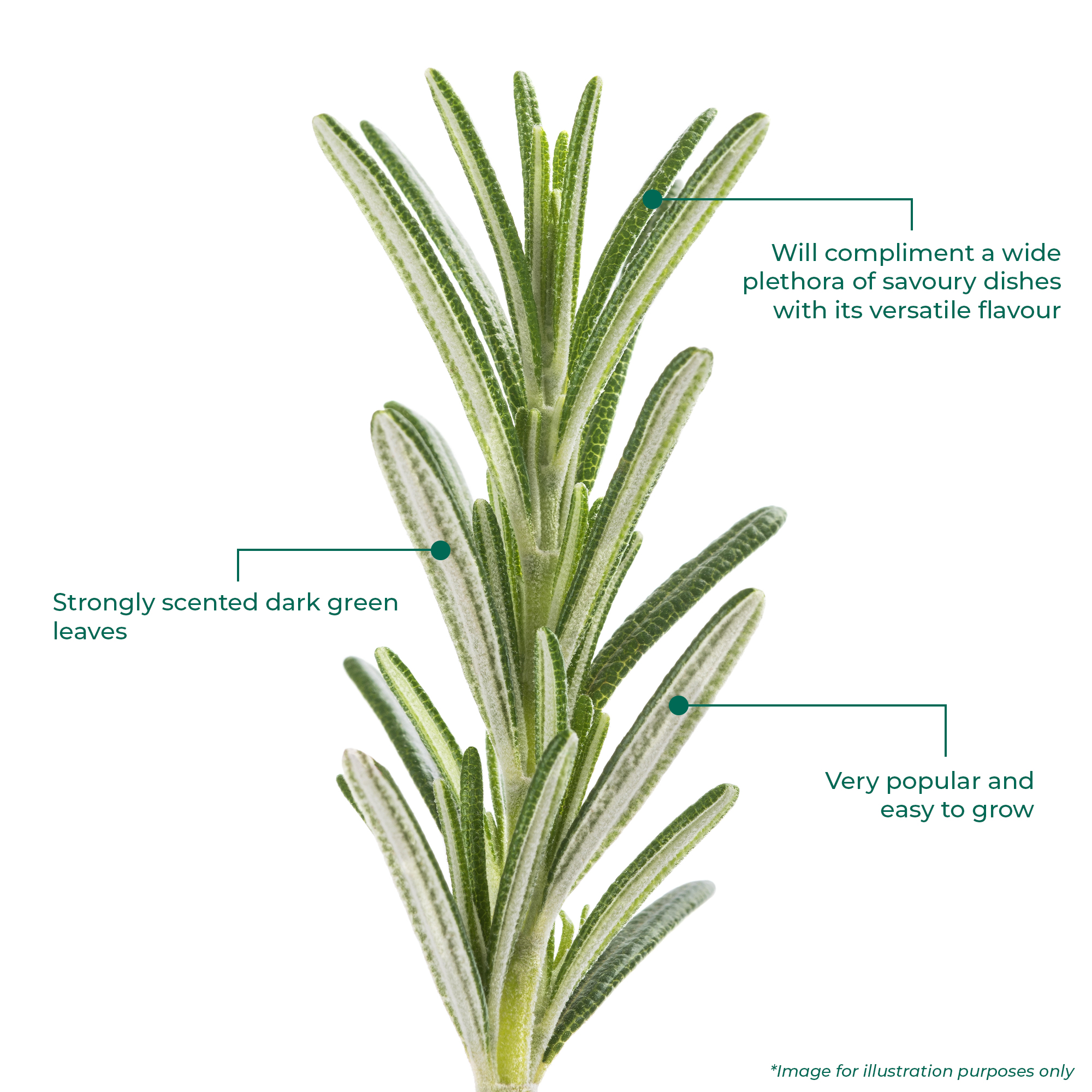 Rosemary Lollipop Herb Bush | Fresh Cooking Herbs Kitchen Culinary Garden - Picture 16 of 19