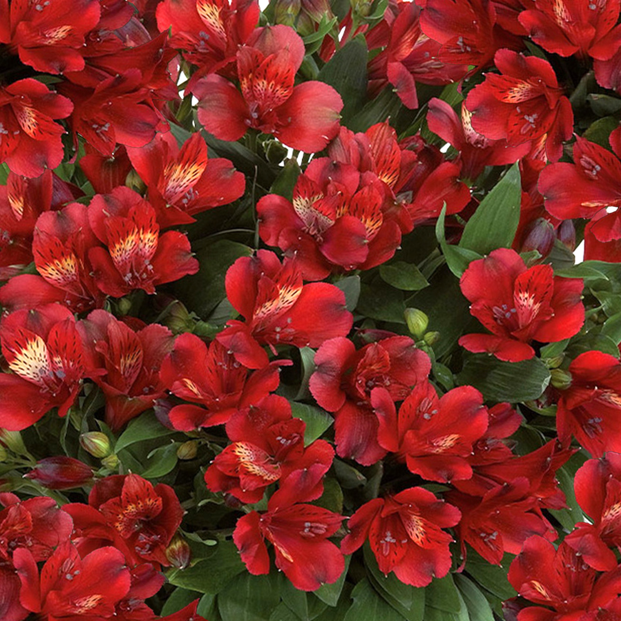 Alstroemeria Inticancha Doba Peruvian Lily Deciduous Garden Perennial in Pot - Picture 6 of 15