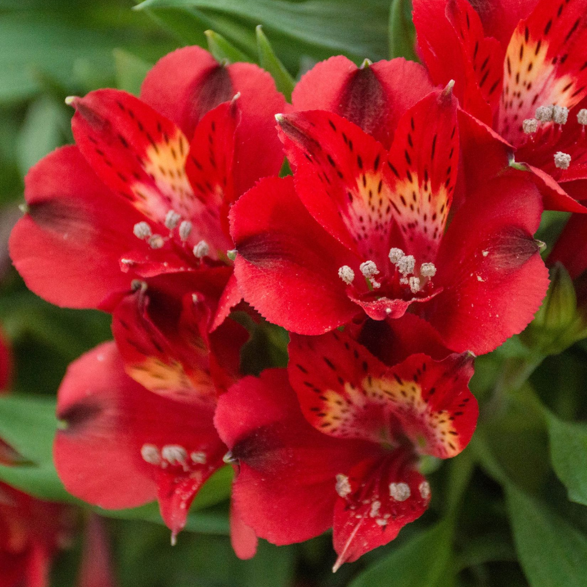 Alstroemeria Inticancha Doba Peruvian Lily Deciduous Garden Perennial in Pot - Picture 7 of 15