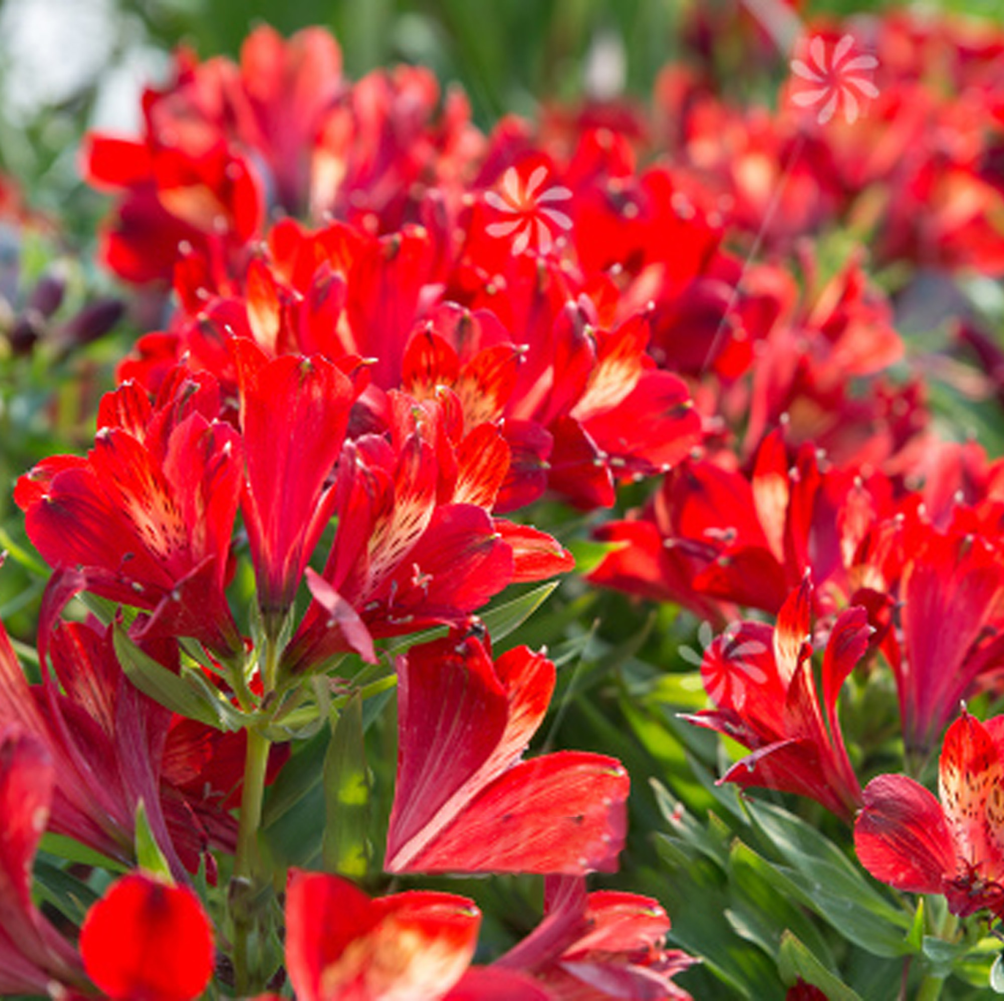 Alstroemeria Inticancha Doba Peruvian Lily Deciduous Garden Perennial in Pot - Picture 8 of 15