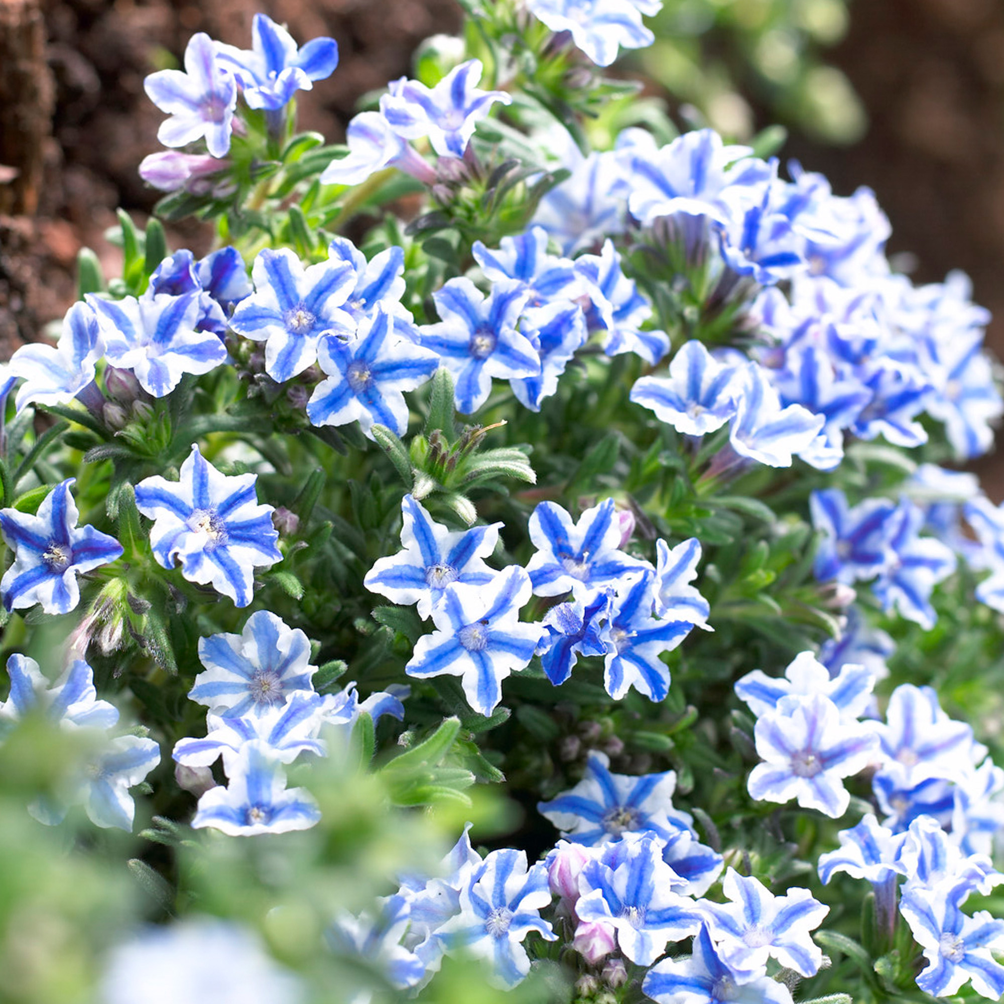 Lithodora 'Blue Star' | Evergreen Perennial Outdoor Garden Plants in Plant Pot