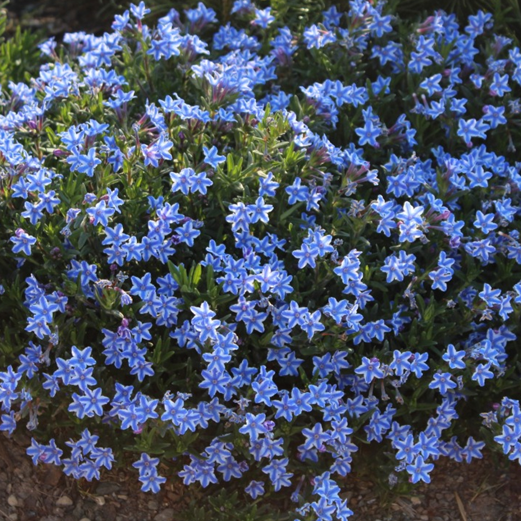 Lithodora 'Blue Star' | Evergreen Perennial Outdoor Garden Plants in Plant Pot - Picture 7 of 15