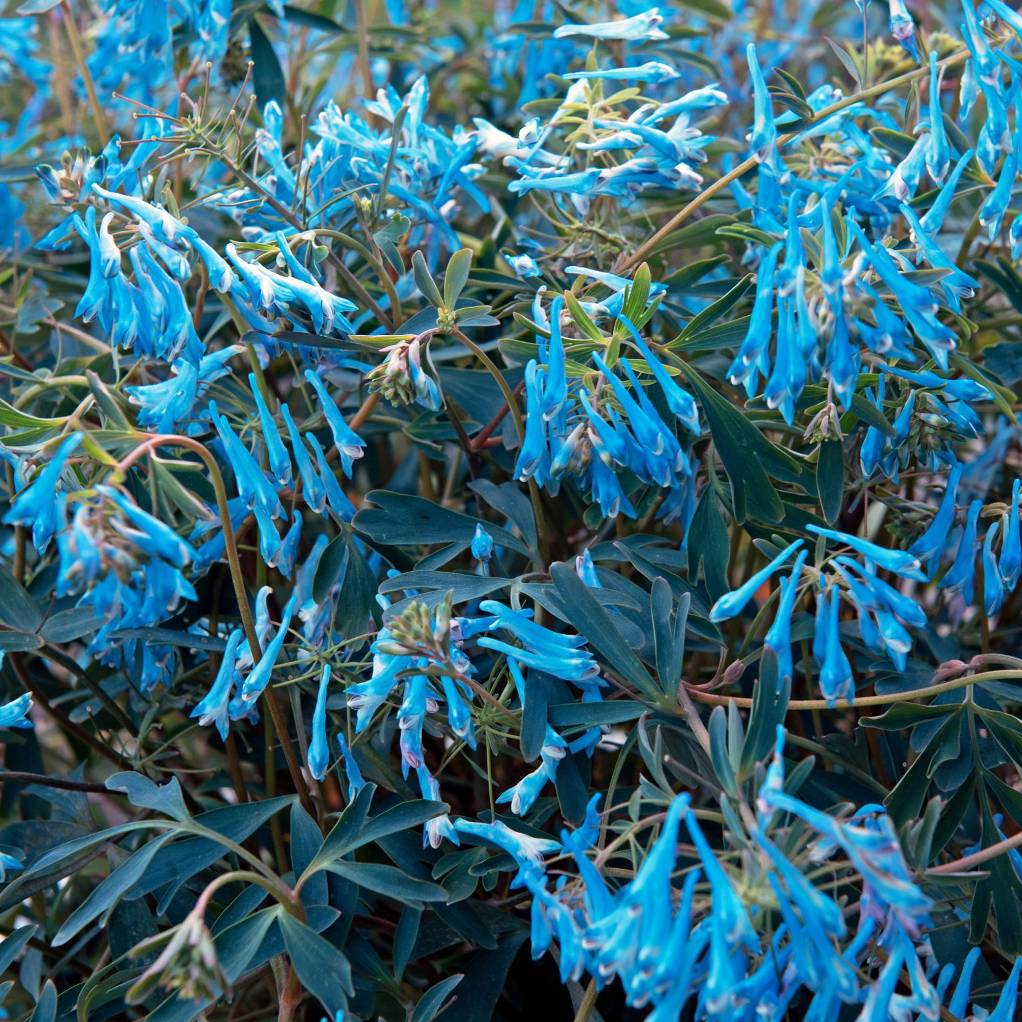 Corydalis Porcelain Blue | Perennial Plants Outdoor Garden Ready Plant in Pot - Picture 8 of 12