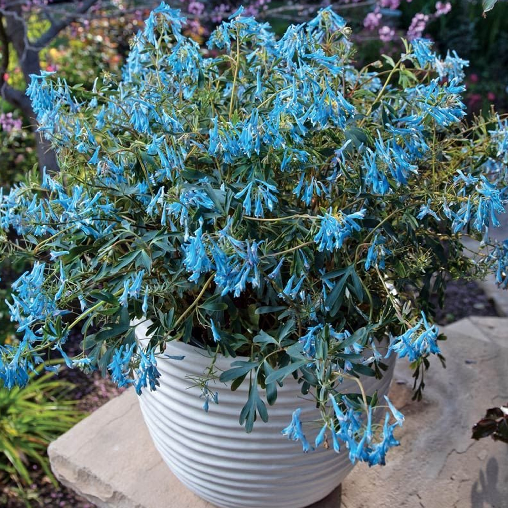 Corydalis Porcelain Blue | Perennial Plants Outdoor Garden Ready Plant in Pot - Picture 9 of 12