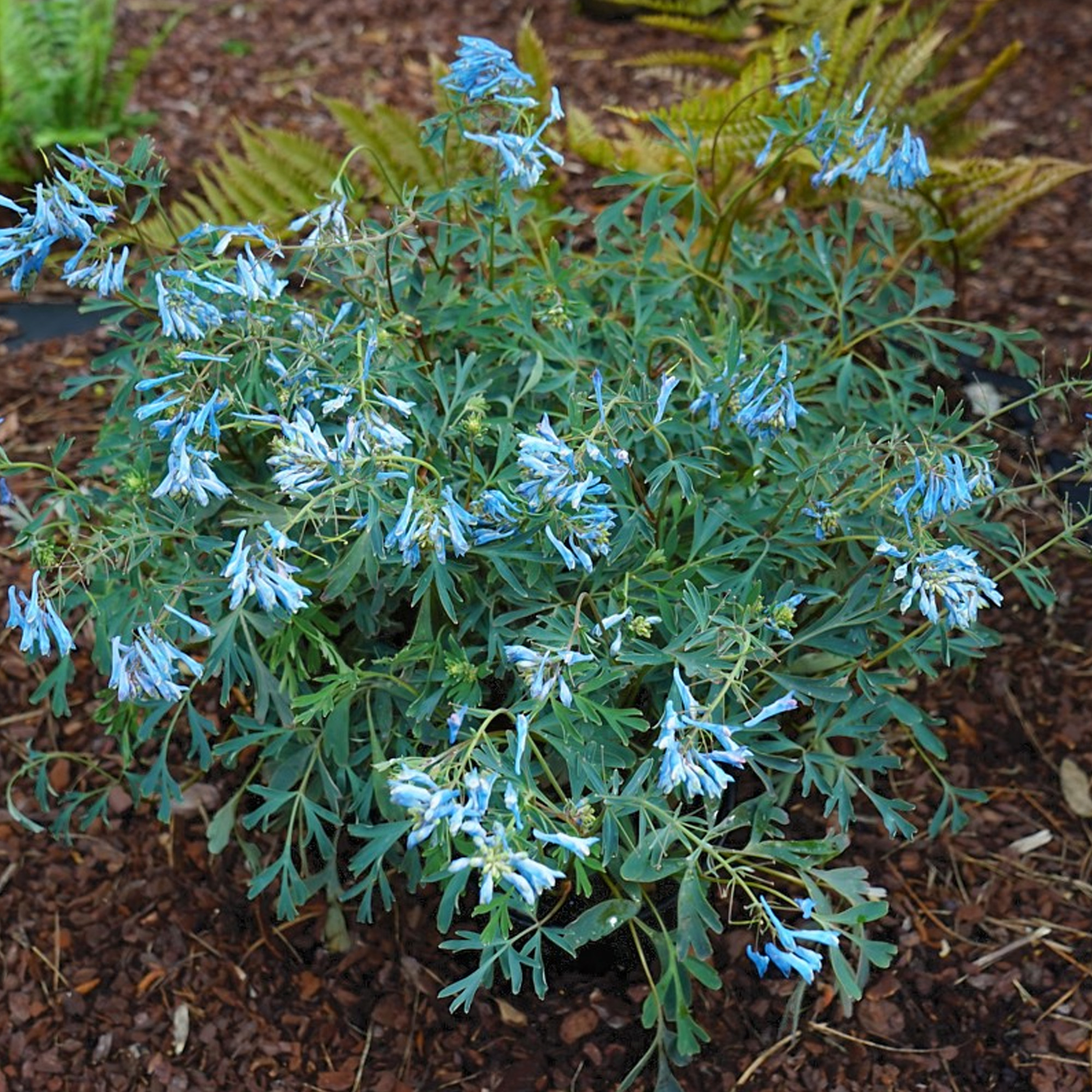 Corydalis Porcelain Blue | Perennial Plants Outdoor Garden Ready Plant in Pot - Picture 10 of 12